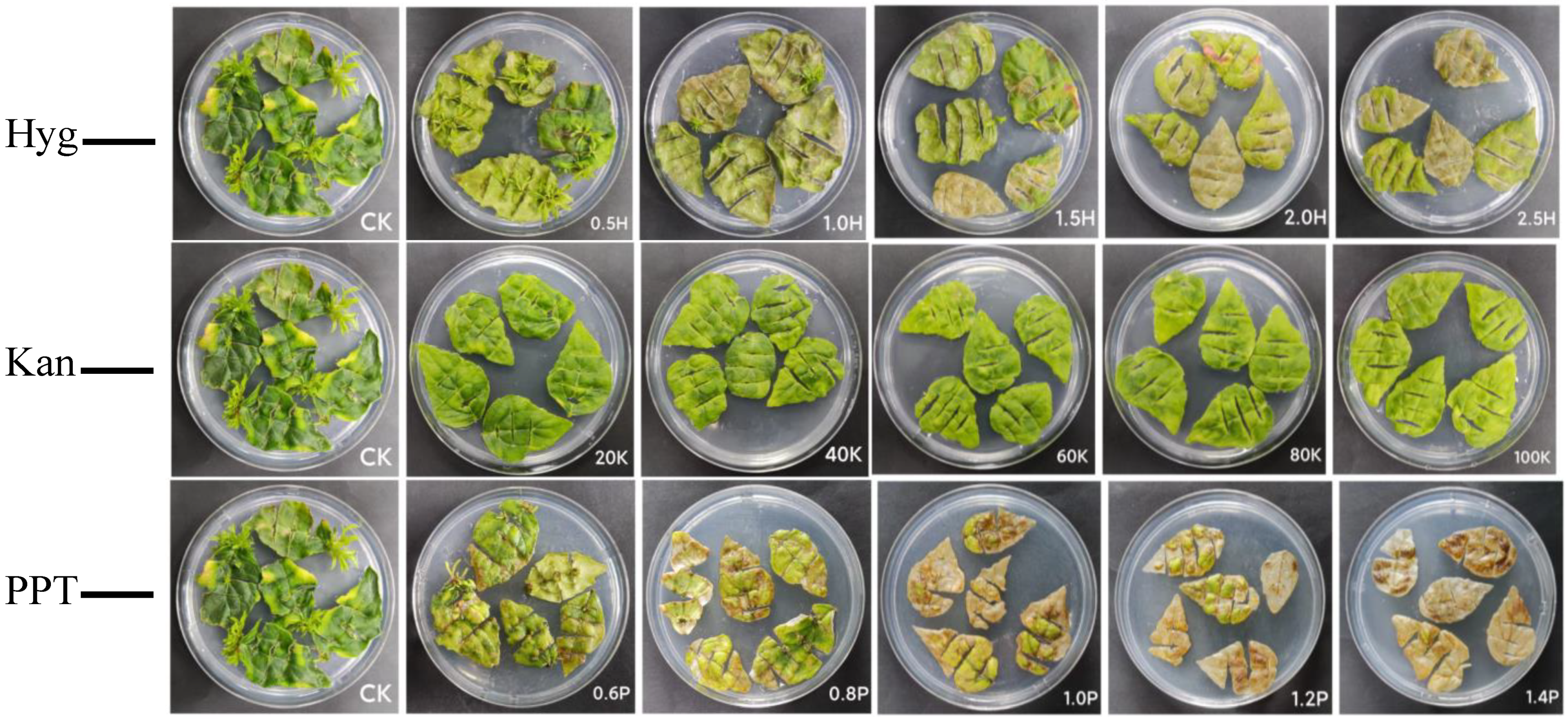 Forests 15 01580 g001