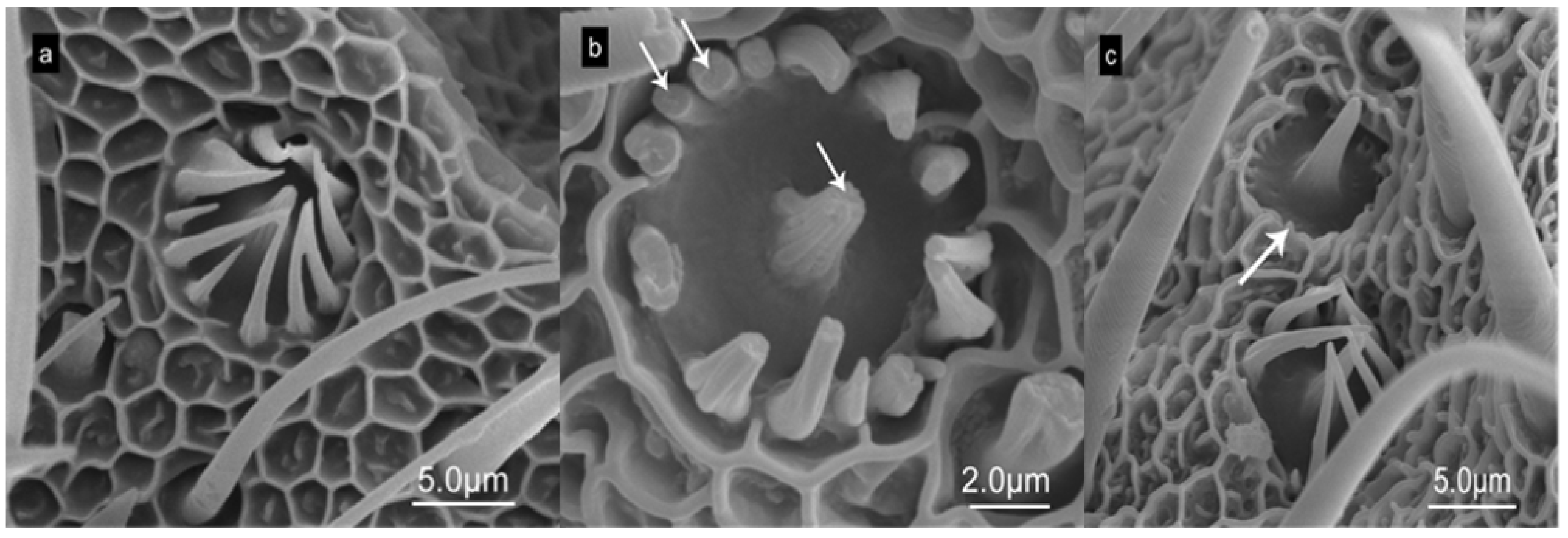Forests 15 01586 g005 Forests 15 01586 g005