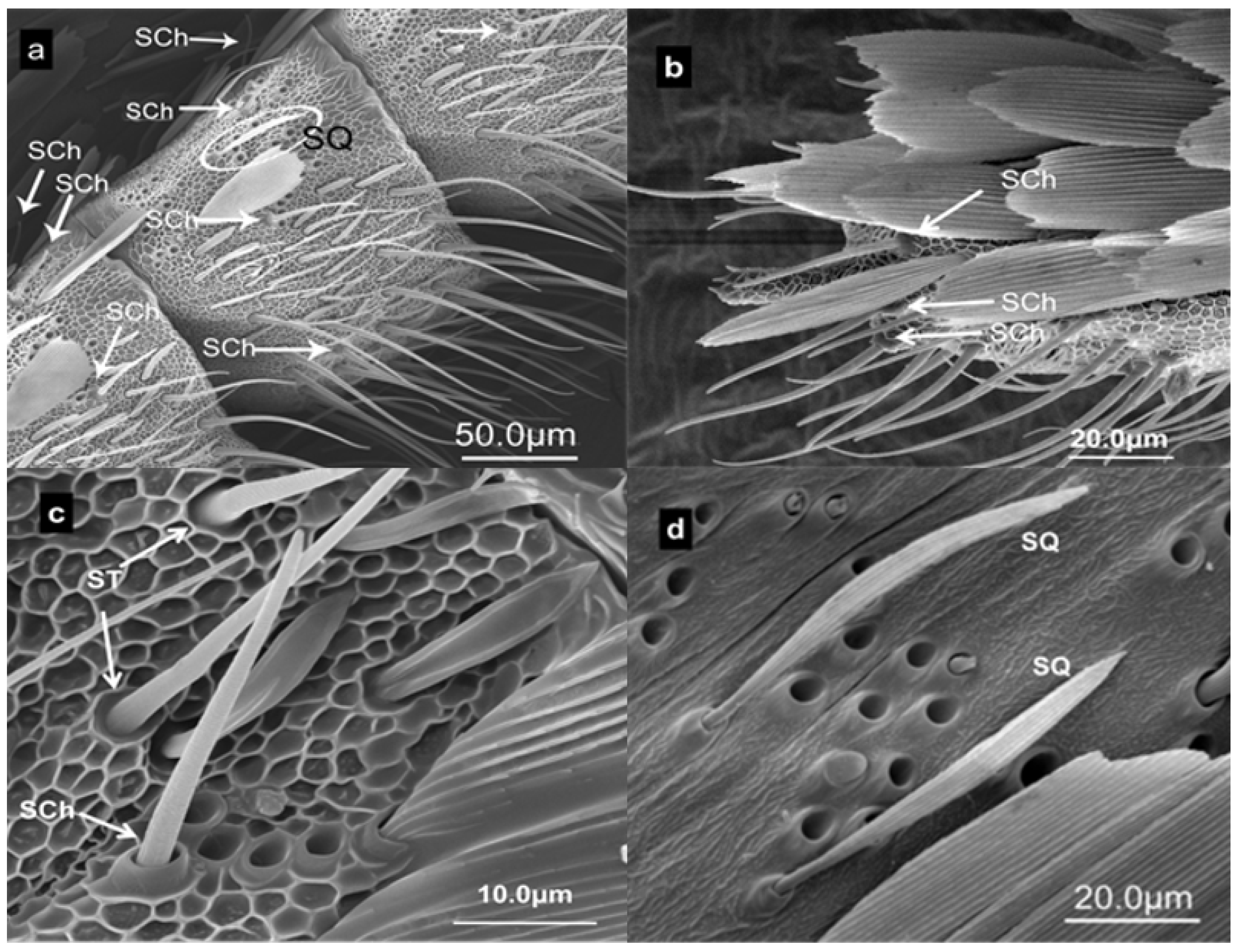 Forests 15 01586 g008 Forests 15 01586 g008