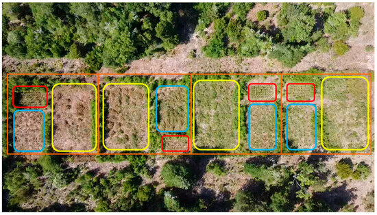 Response of Live Oak Regeneration to Planting Density, Fertilizer 