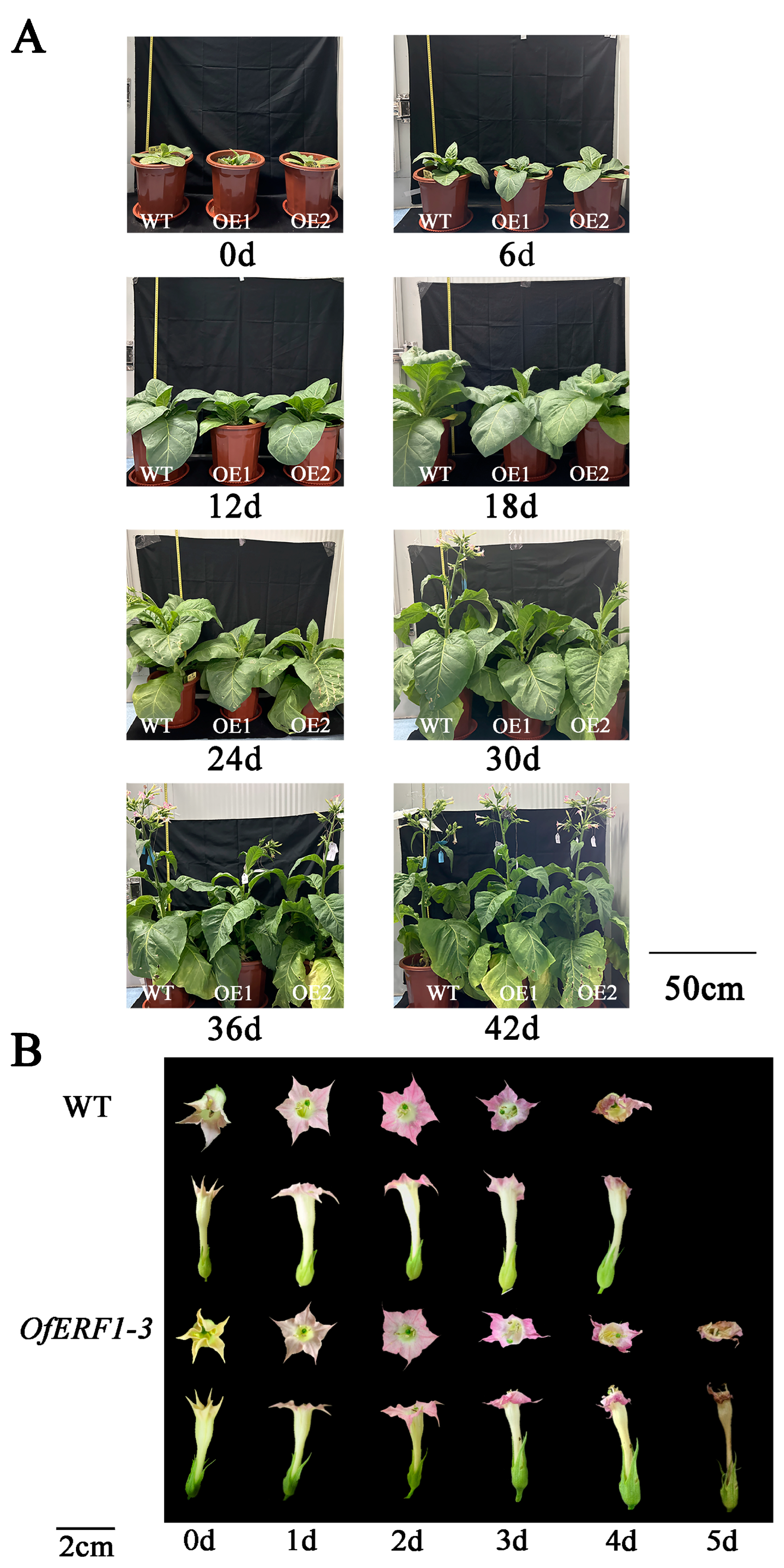 Forests 15 01619 g004