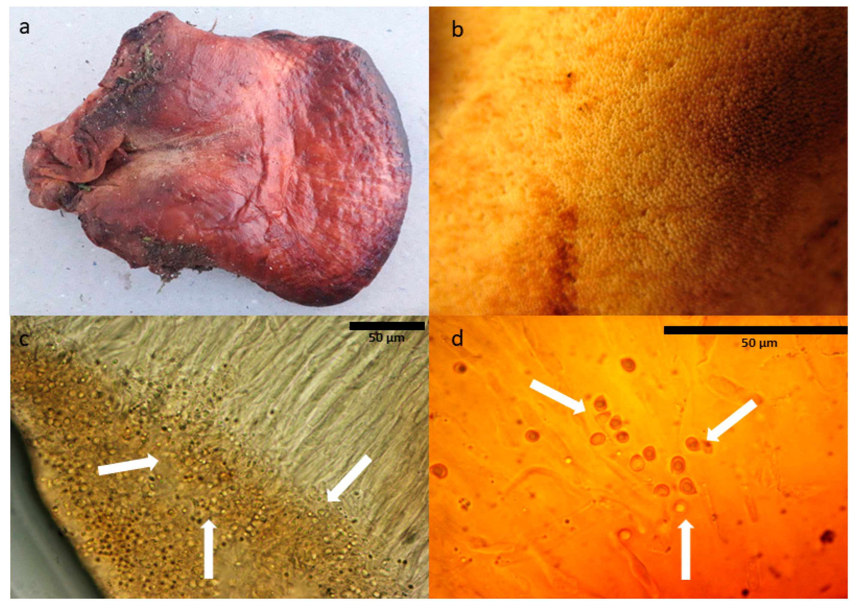 Forests 15 01639 g001 Forests 15 01639 g001