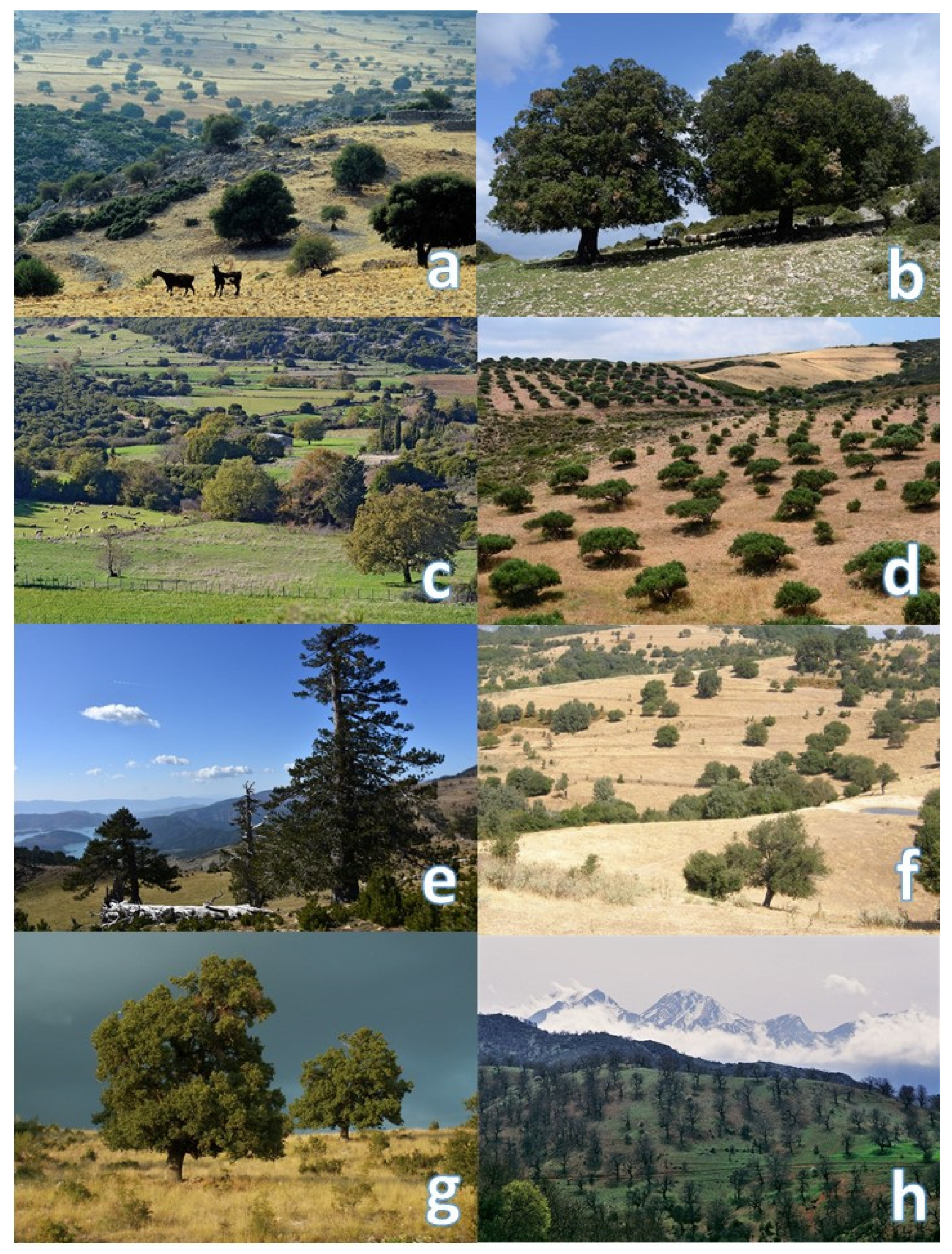 Forests 15 01648 g002