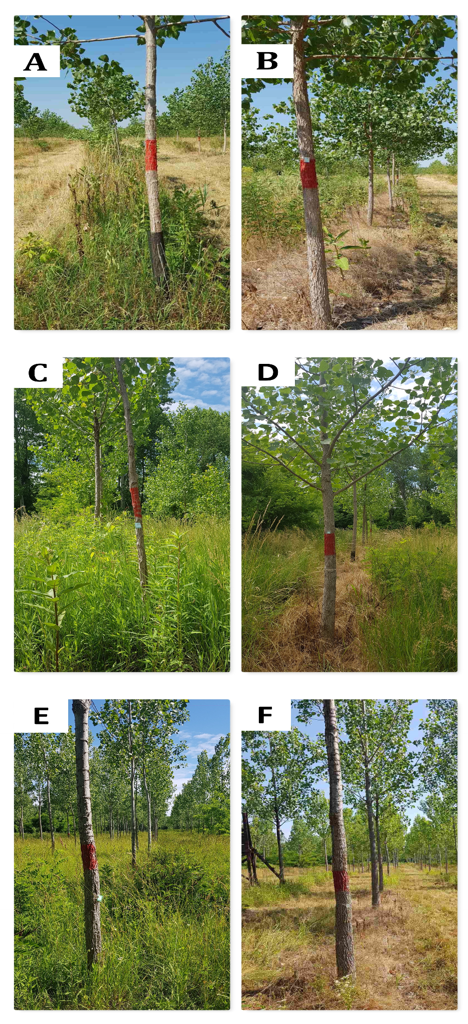 Forests 15 01663 g001 Forests 15 01663 g001