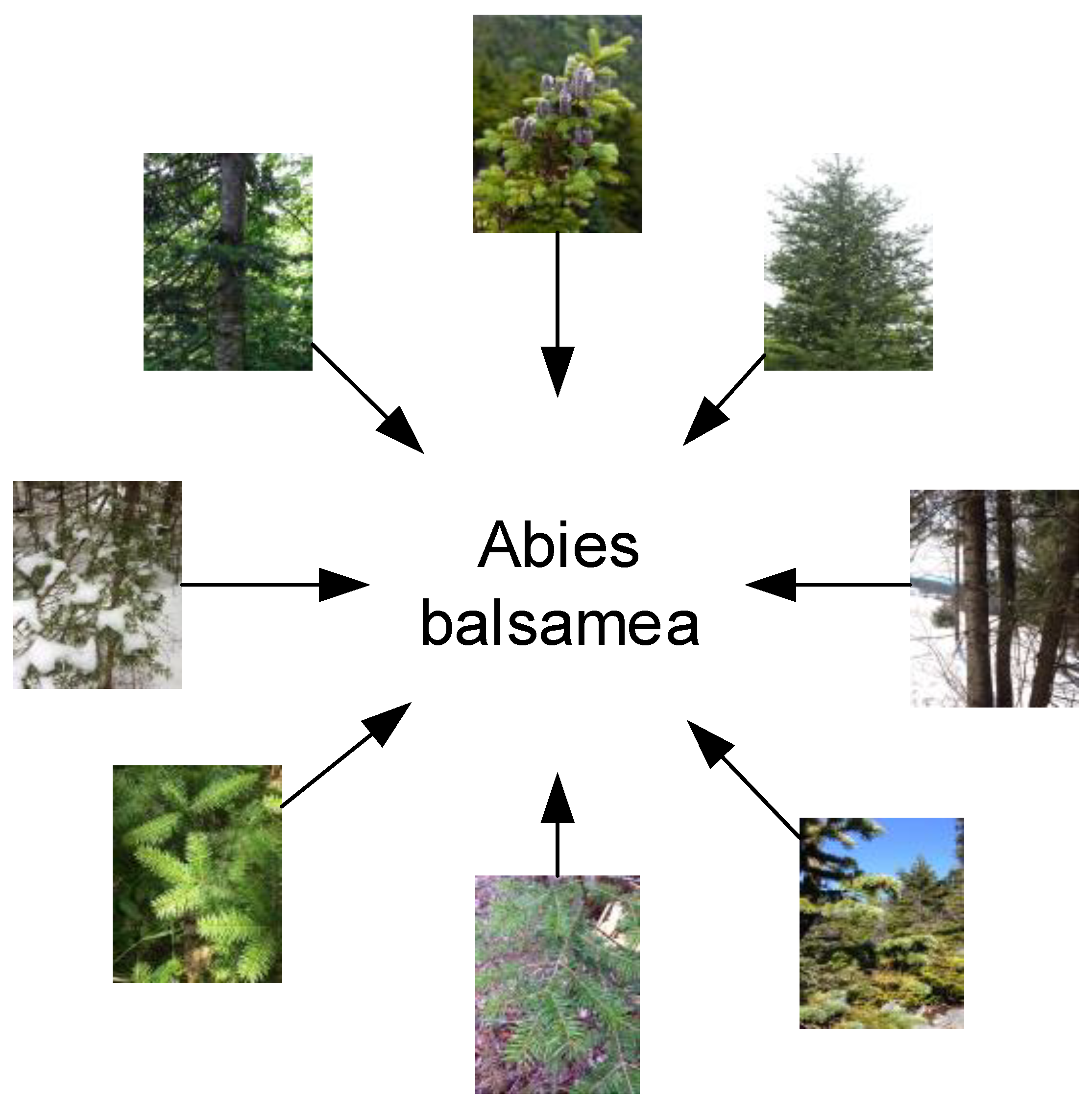 Forests 15 01670 g005