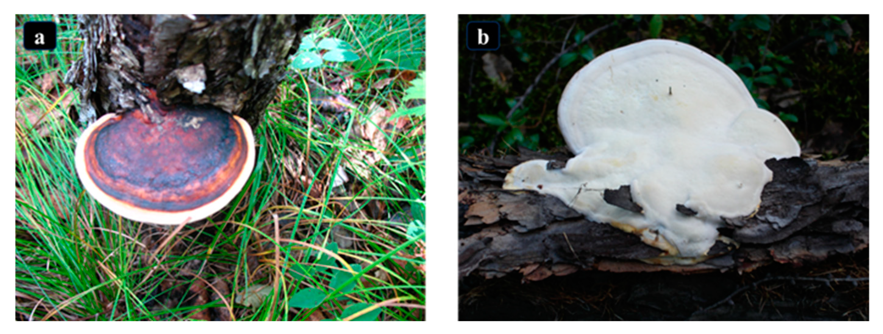 Forests 15 01673 g002