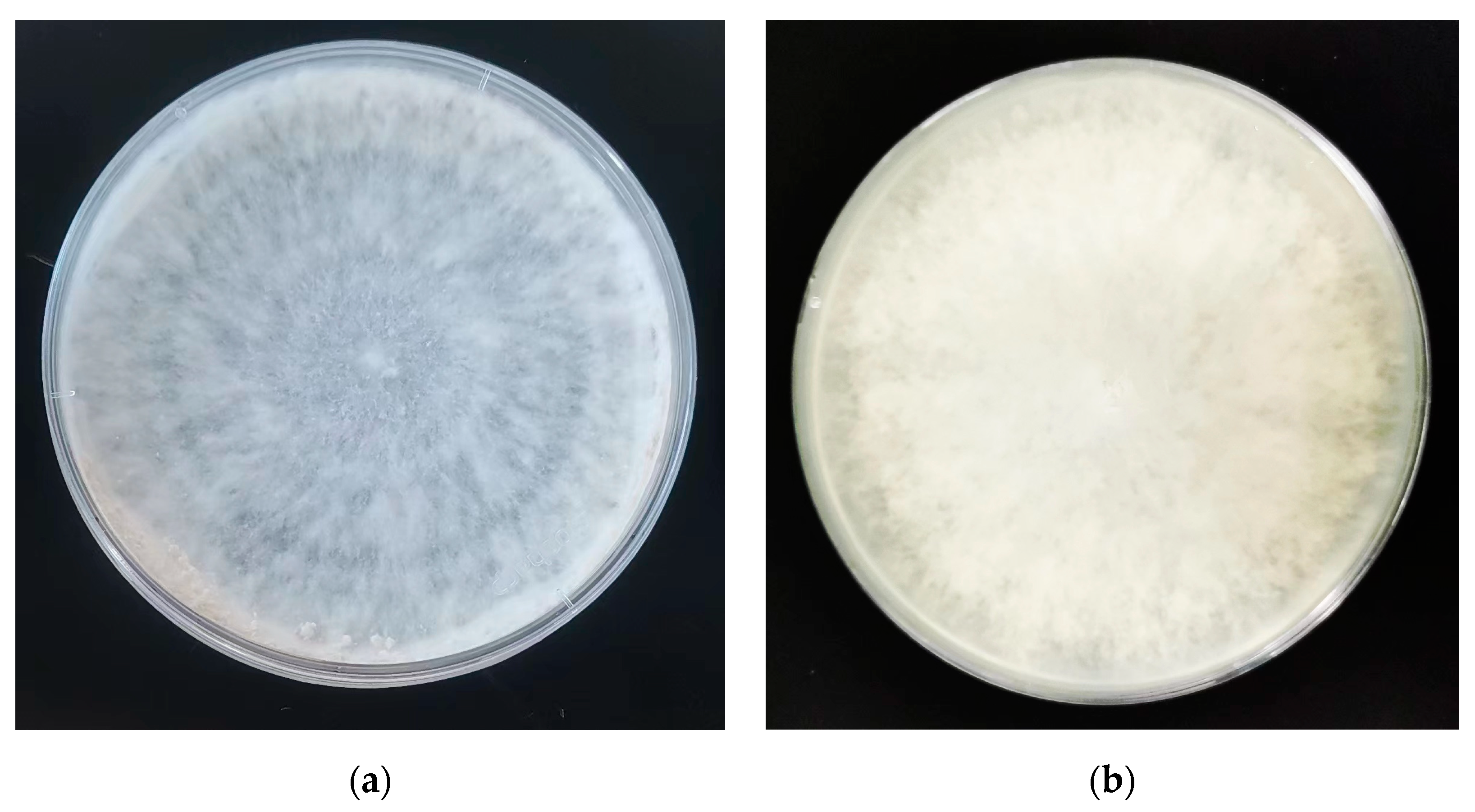 Forests 15 01673 g003