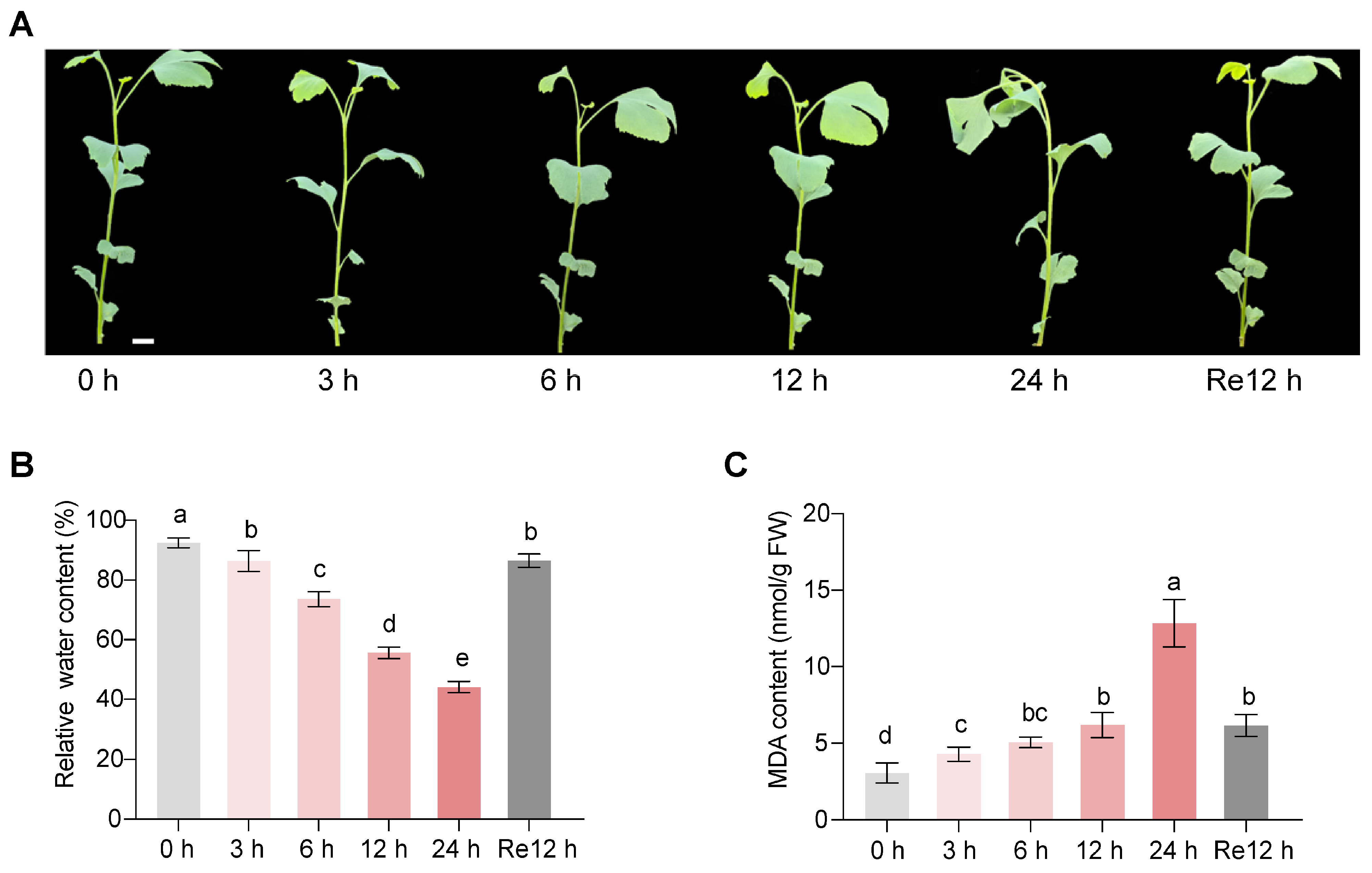 Forests 15 01690 g001