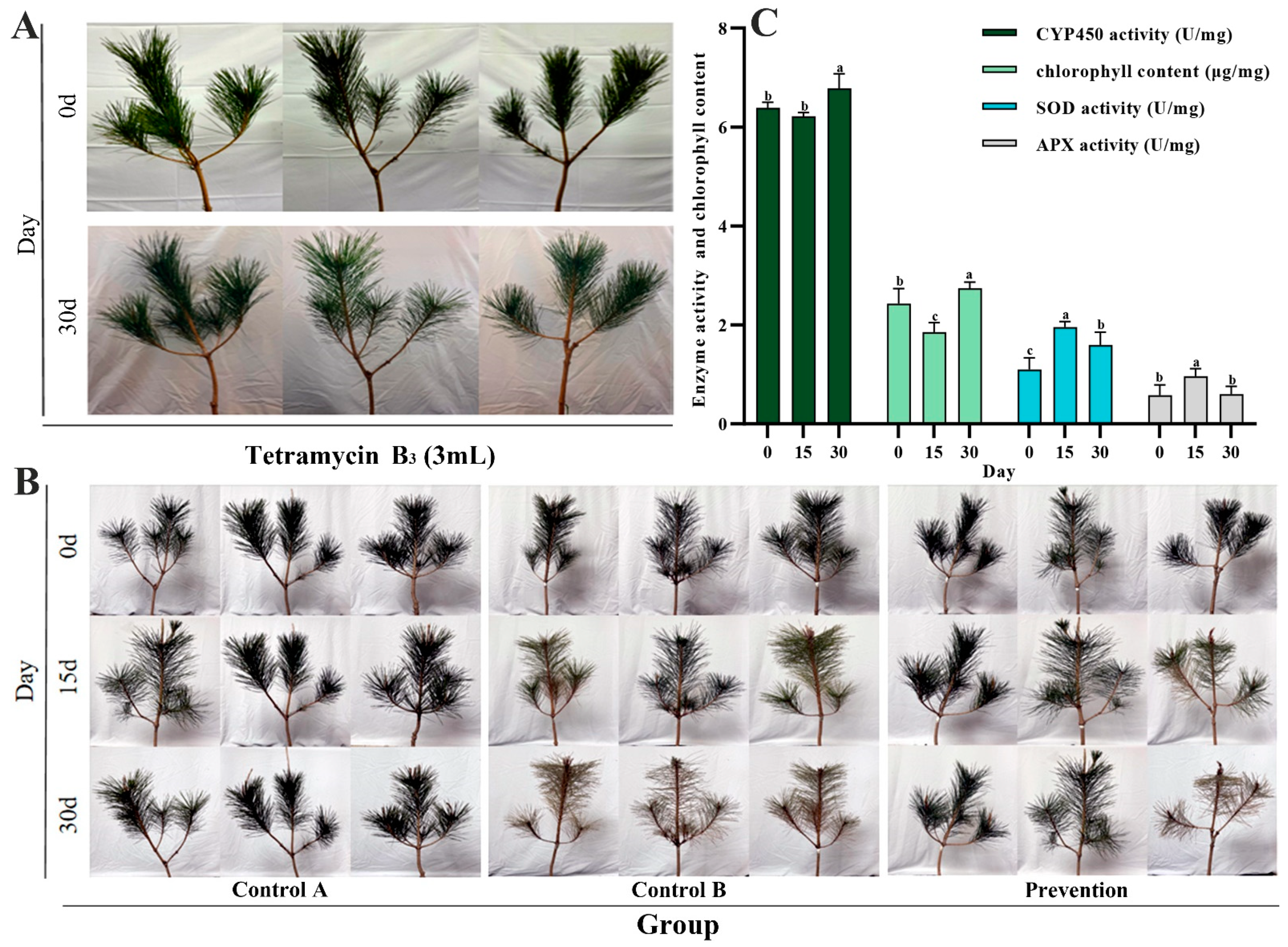 Forests 15 01699 g005
