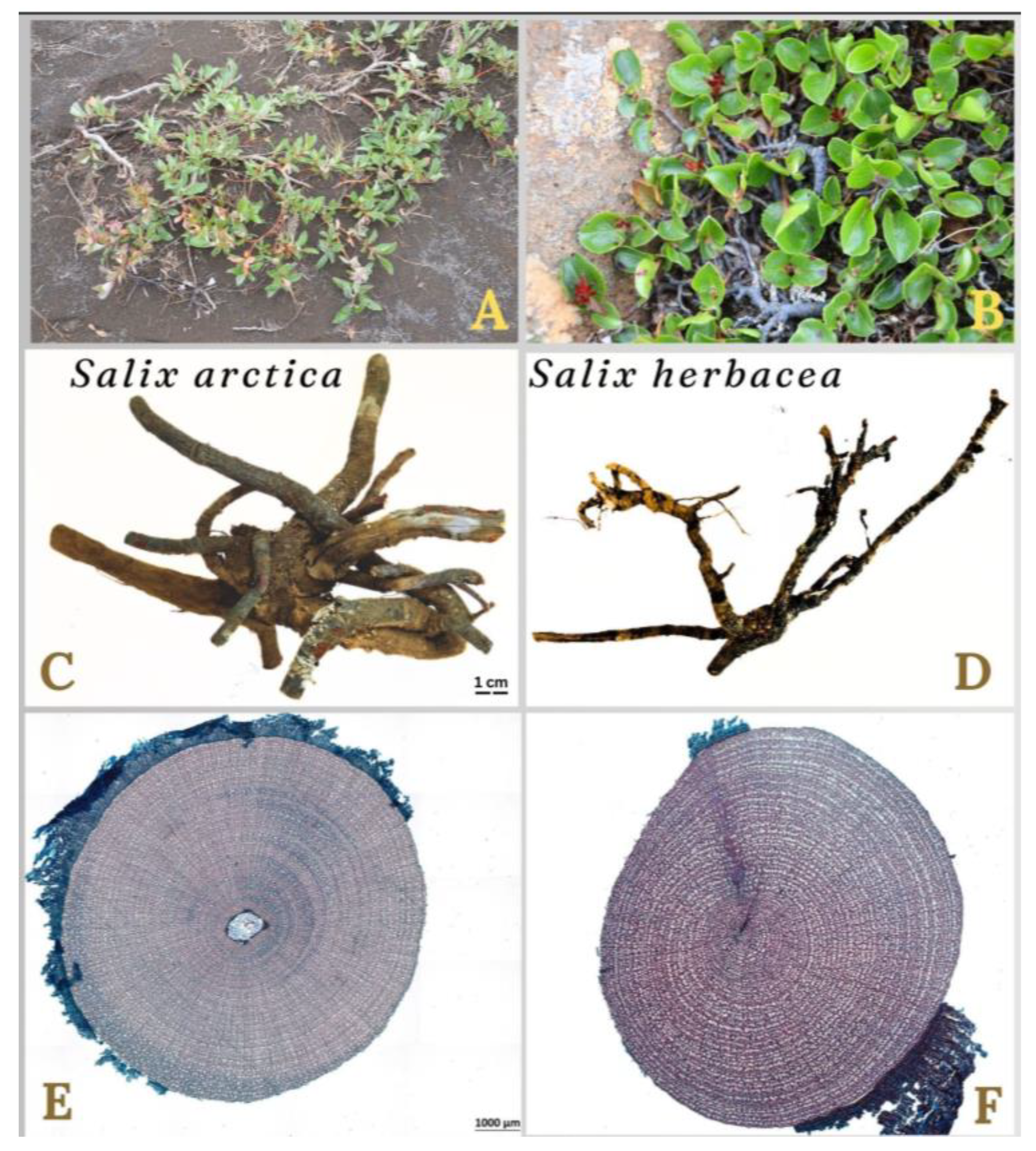 Forests 15 01707 g002 Forests 15 01707 g002