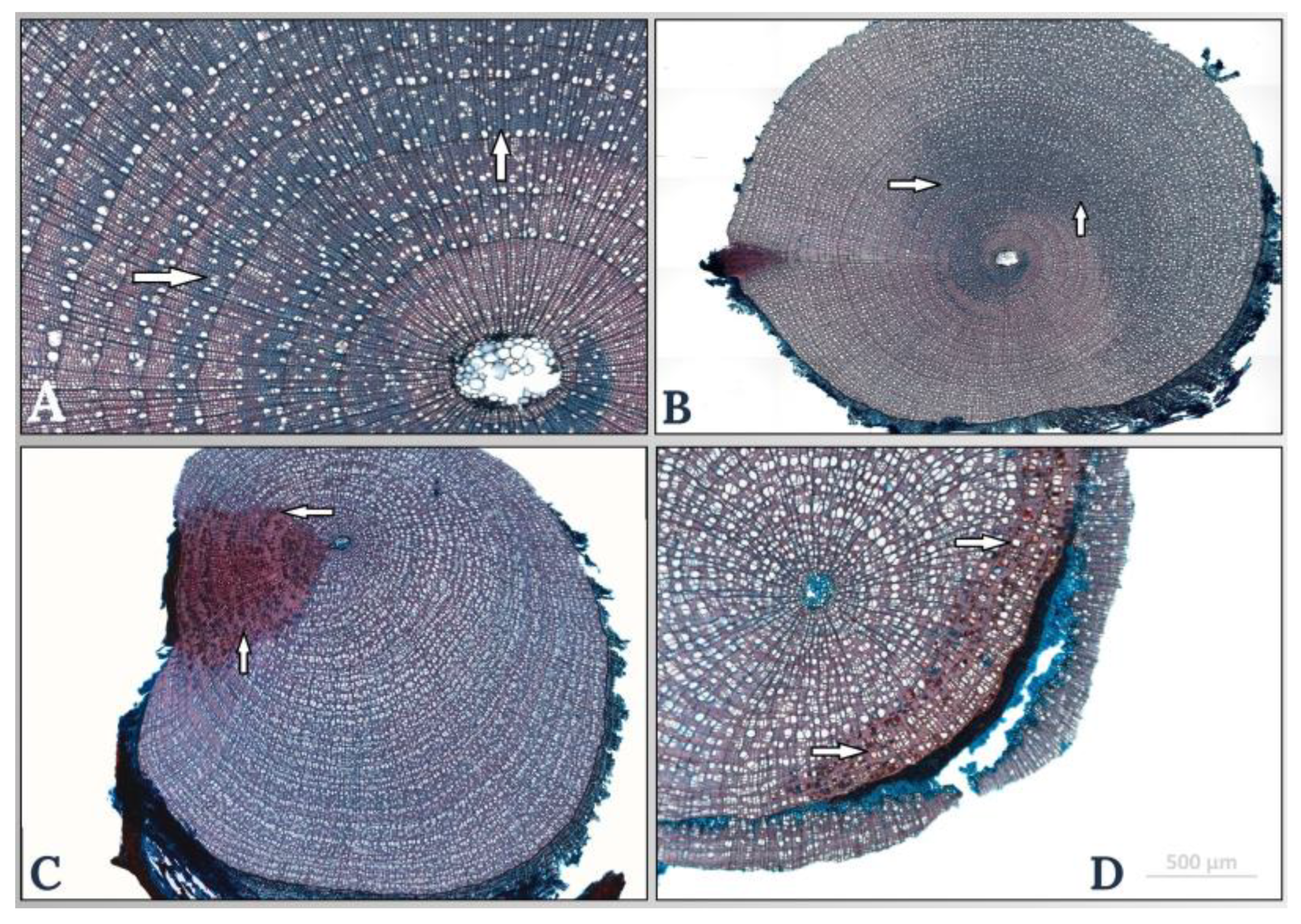 Forests 15 01707 g003 Forests 15 01707 g003
