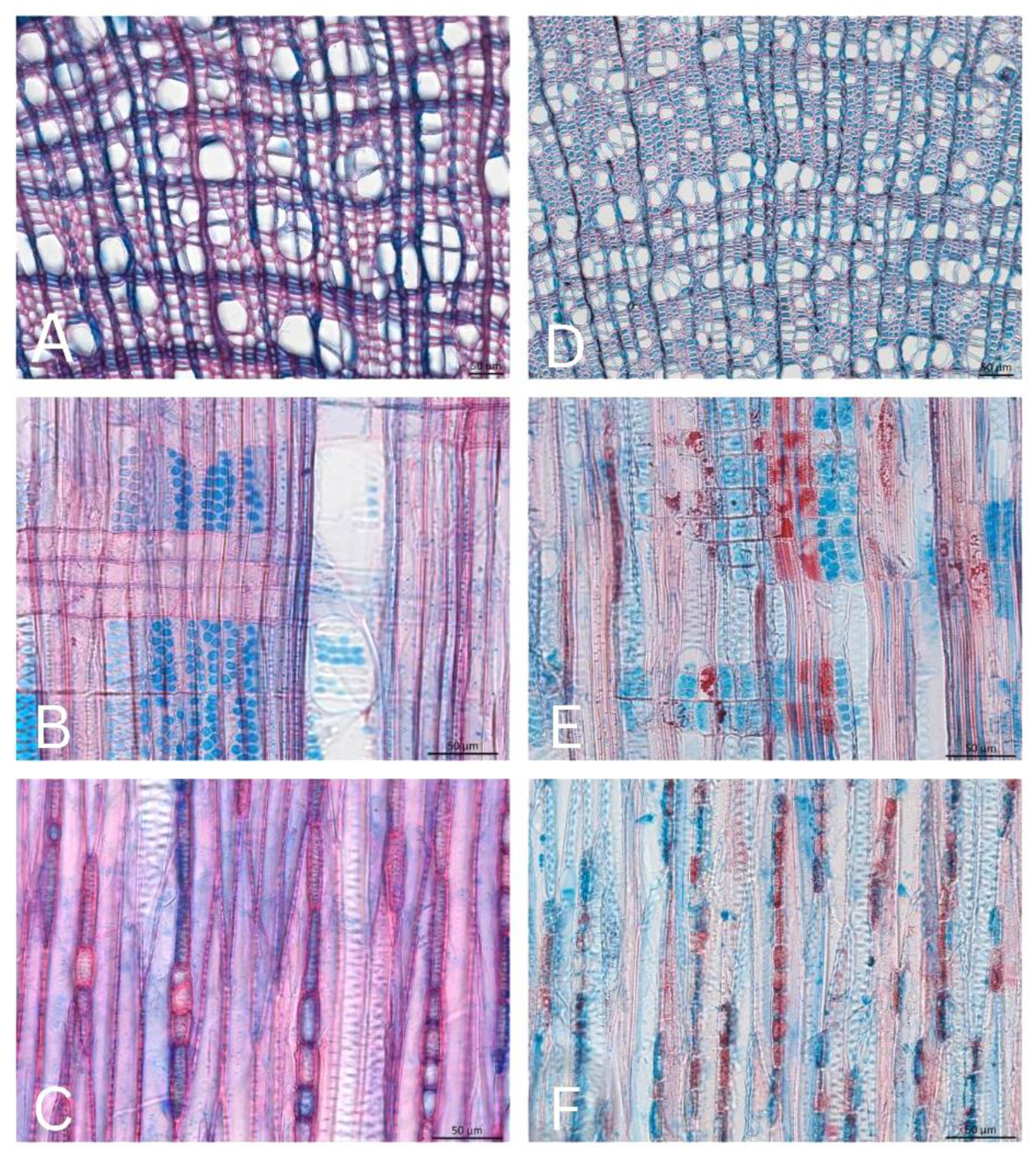 Forests 15 01707 g005 Forests 15 01707 g005