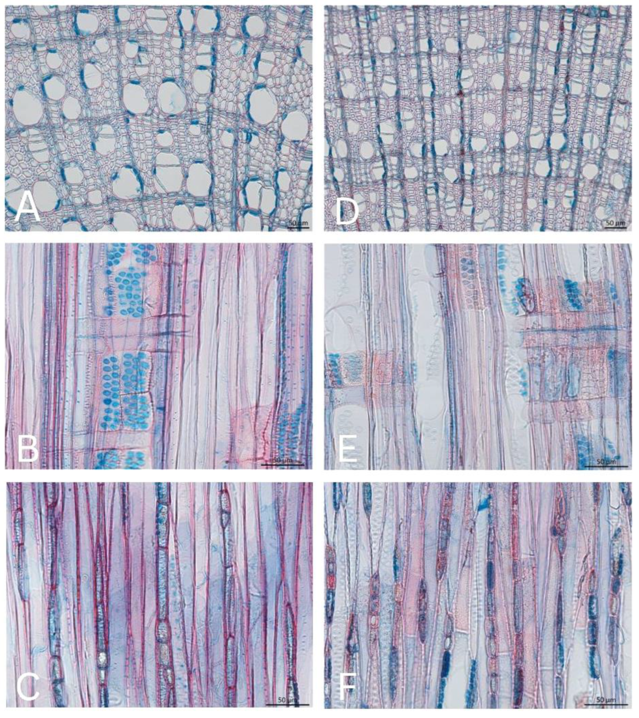 Forests 15 01707 g006 Forests 15 01707 g006