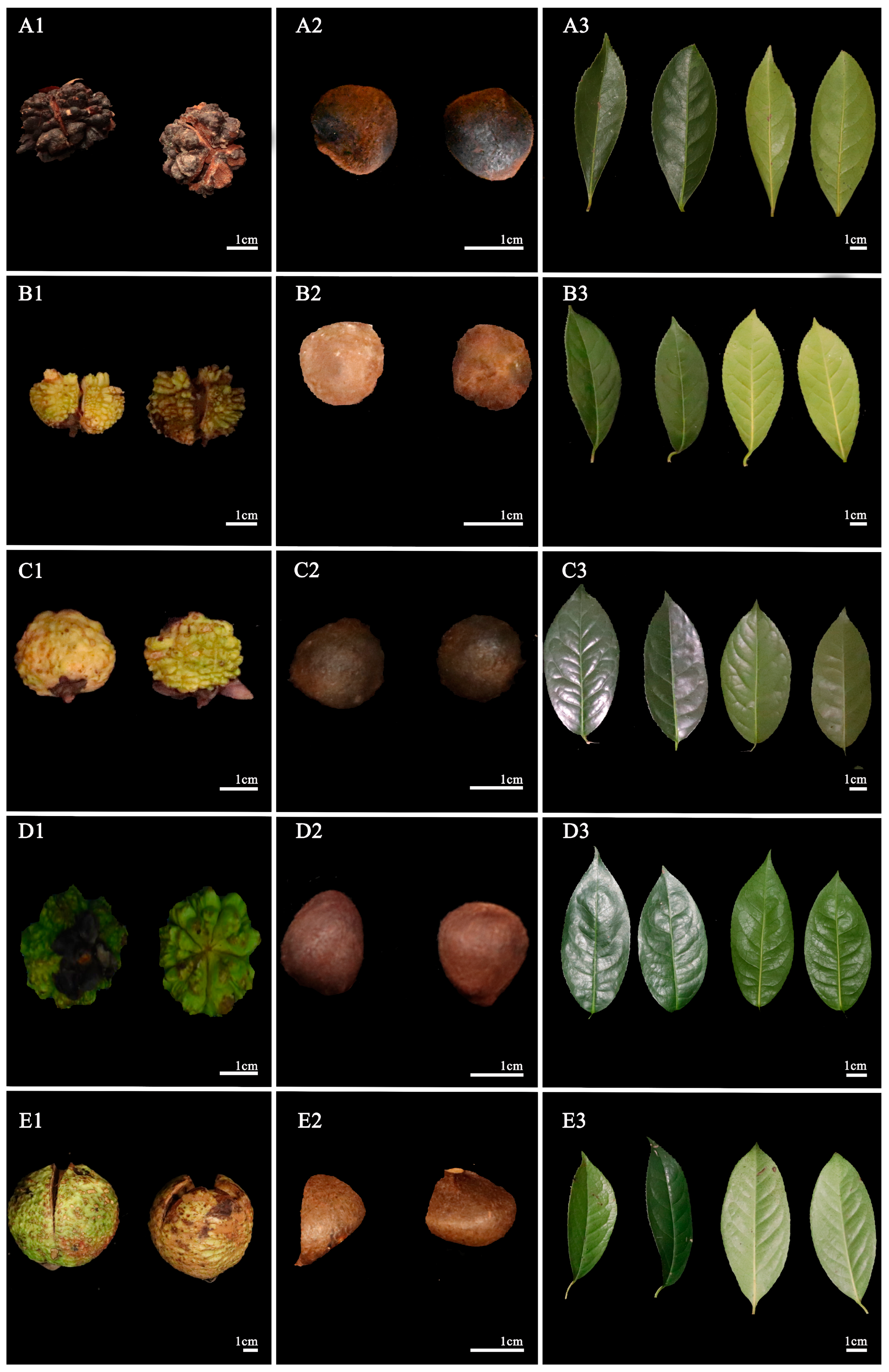 Forests 15 01718 g002