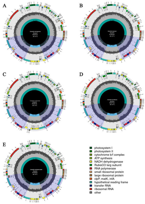 A protein encoded by circular ZNF609 RNA induces acute