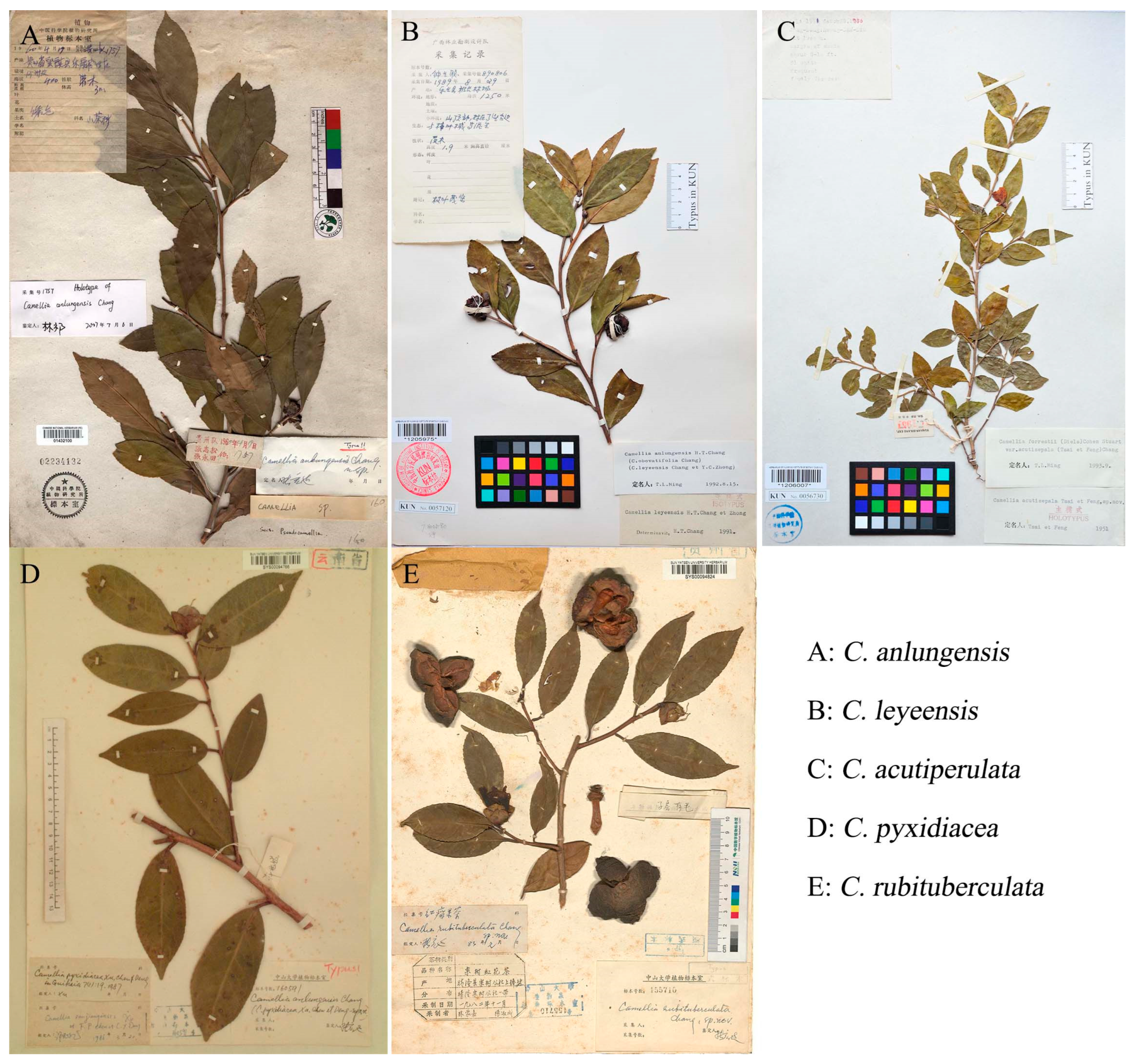 Taxonomic Studies on Five Species of Sect. Tuberculata