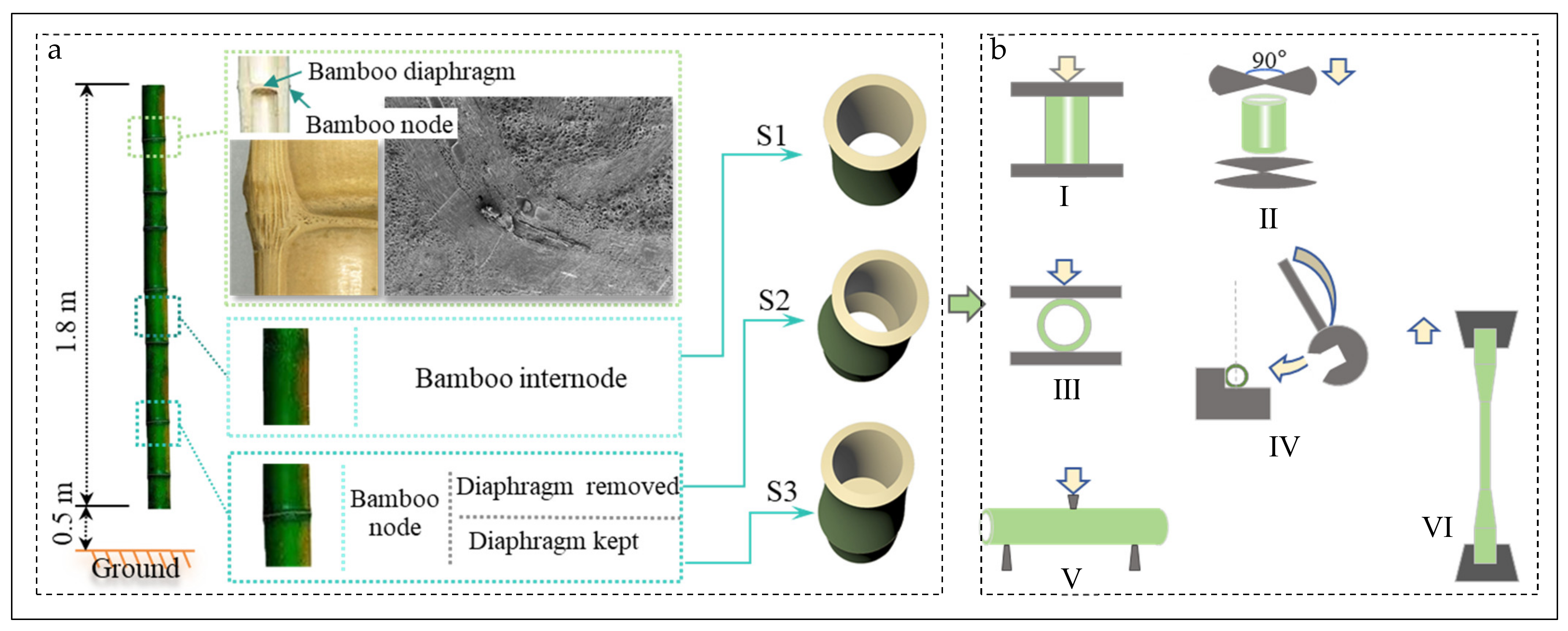 Forests 15 01740 g001