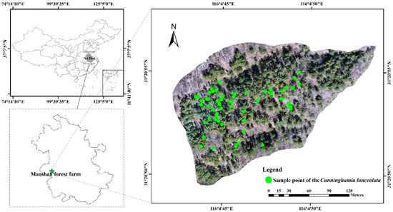 Estimation and Spatial Distribution of Individual Tree