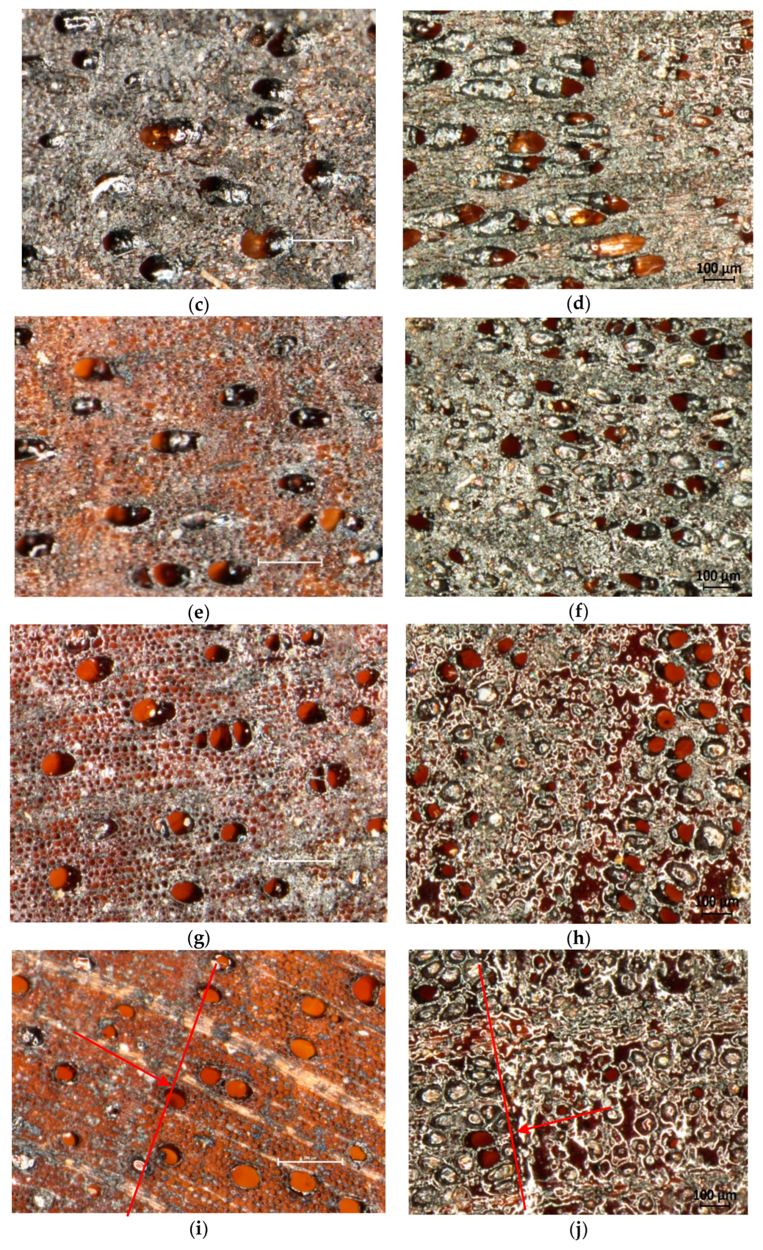 Forests 15 01767 g005b