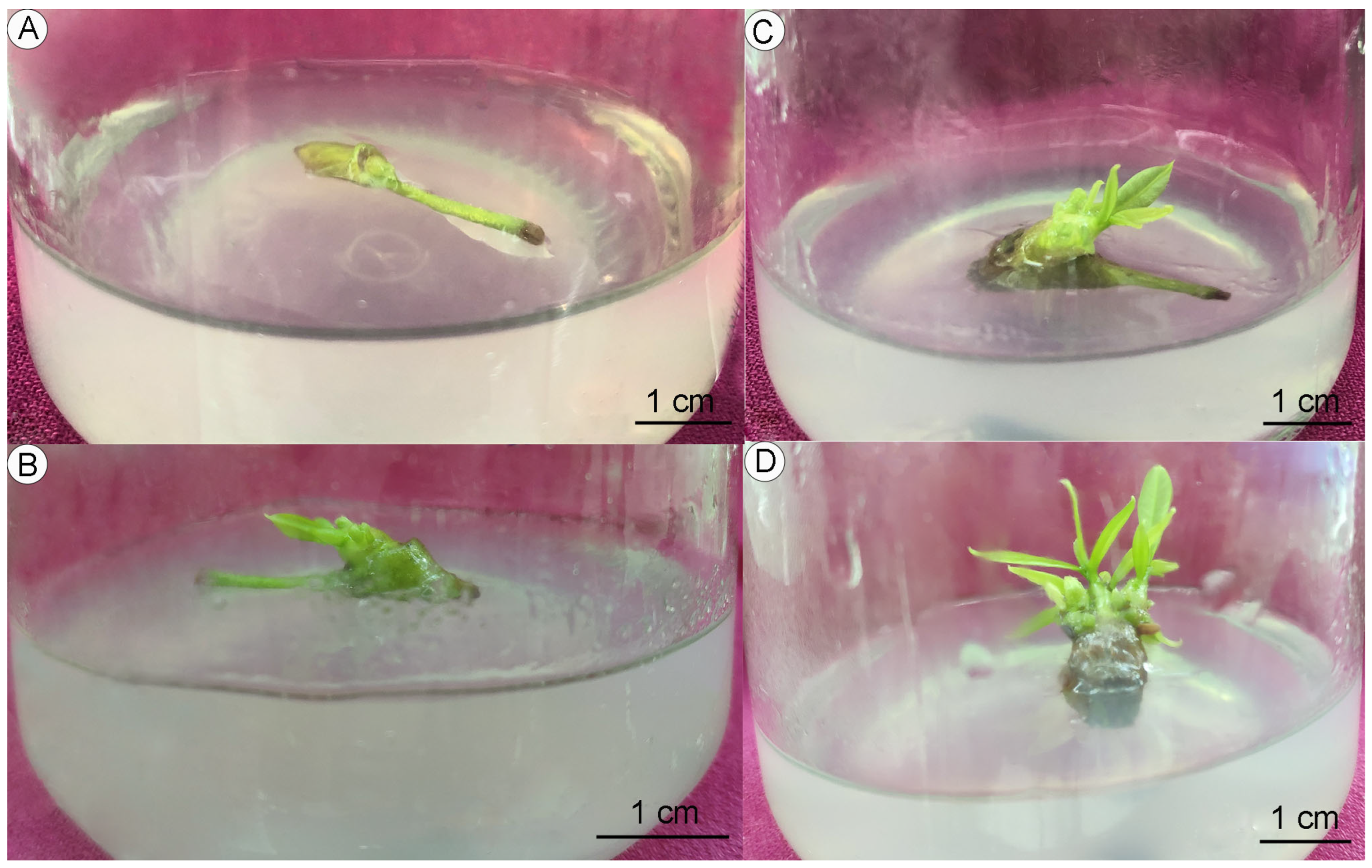 Forests 15 01774 g001 Forests 15 01774 g001