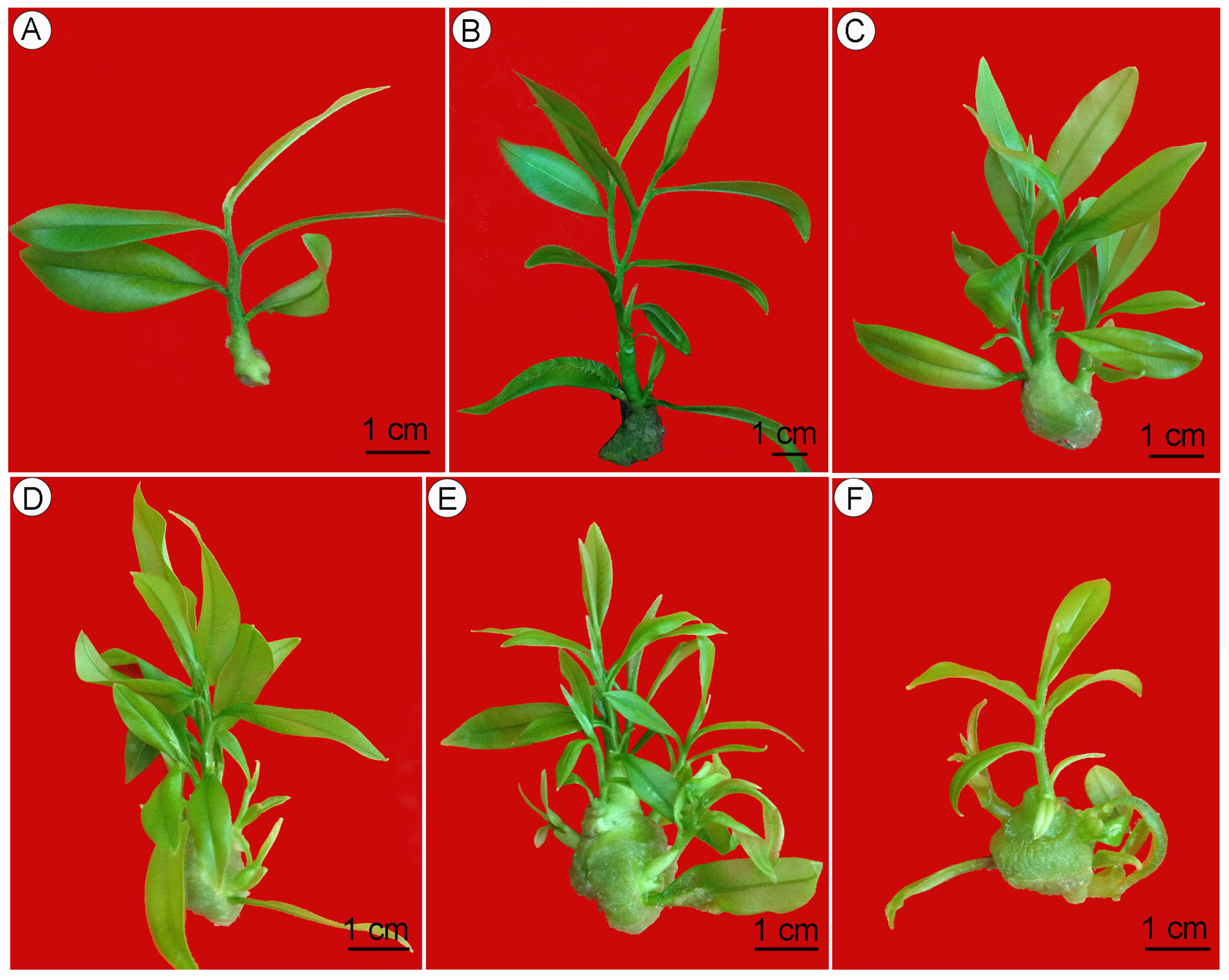 Forests 15 01774 g003 Forests 15 01774 g003