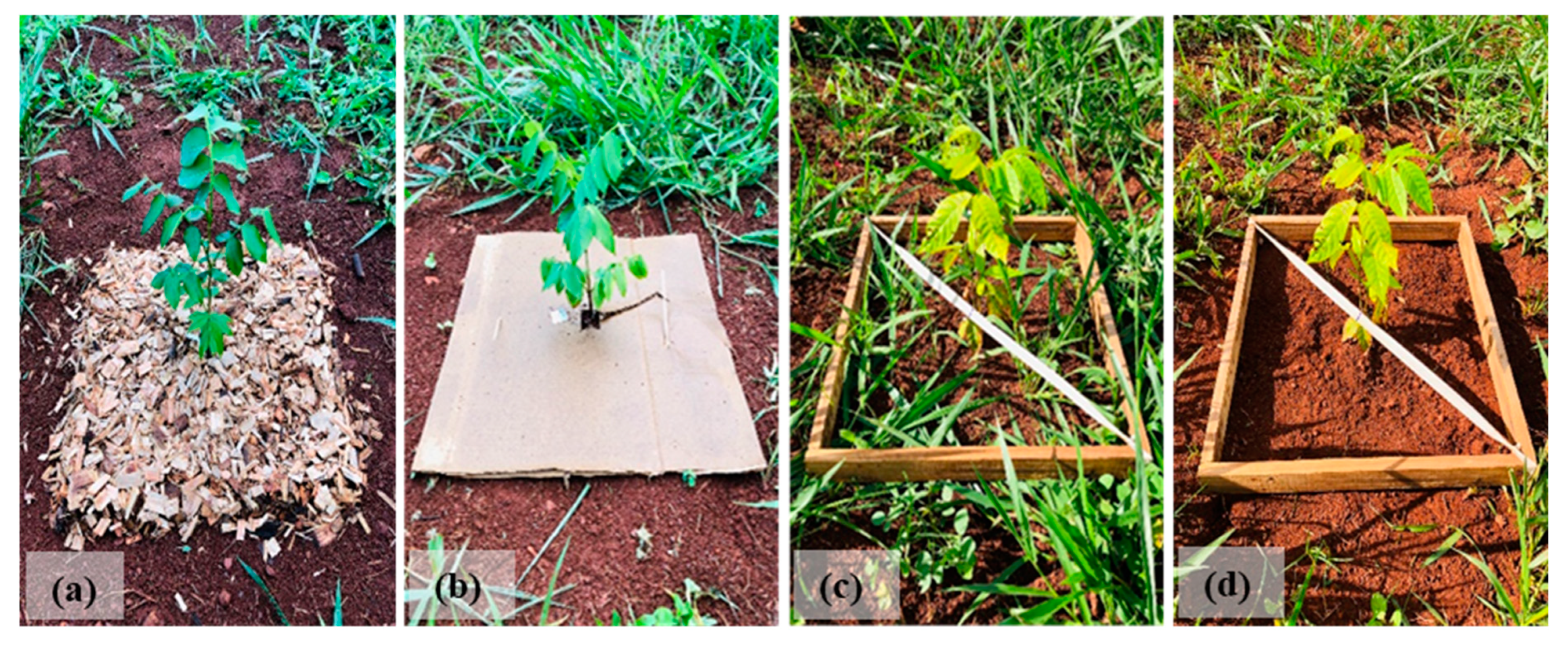 Forests 15 01777 g002