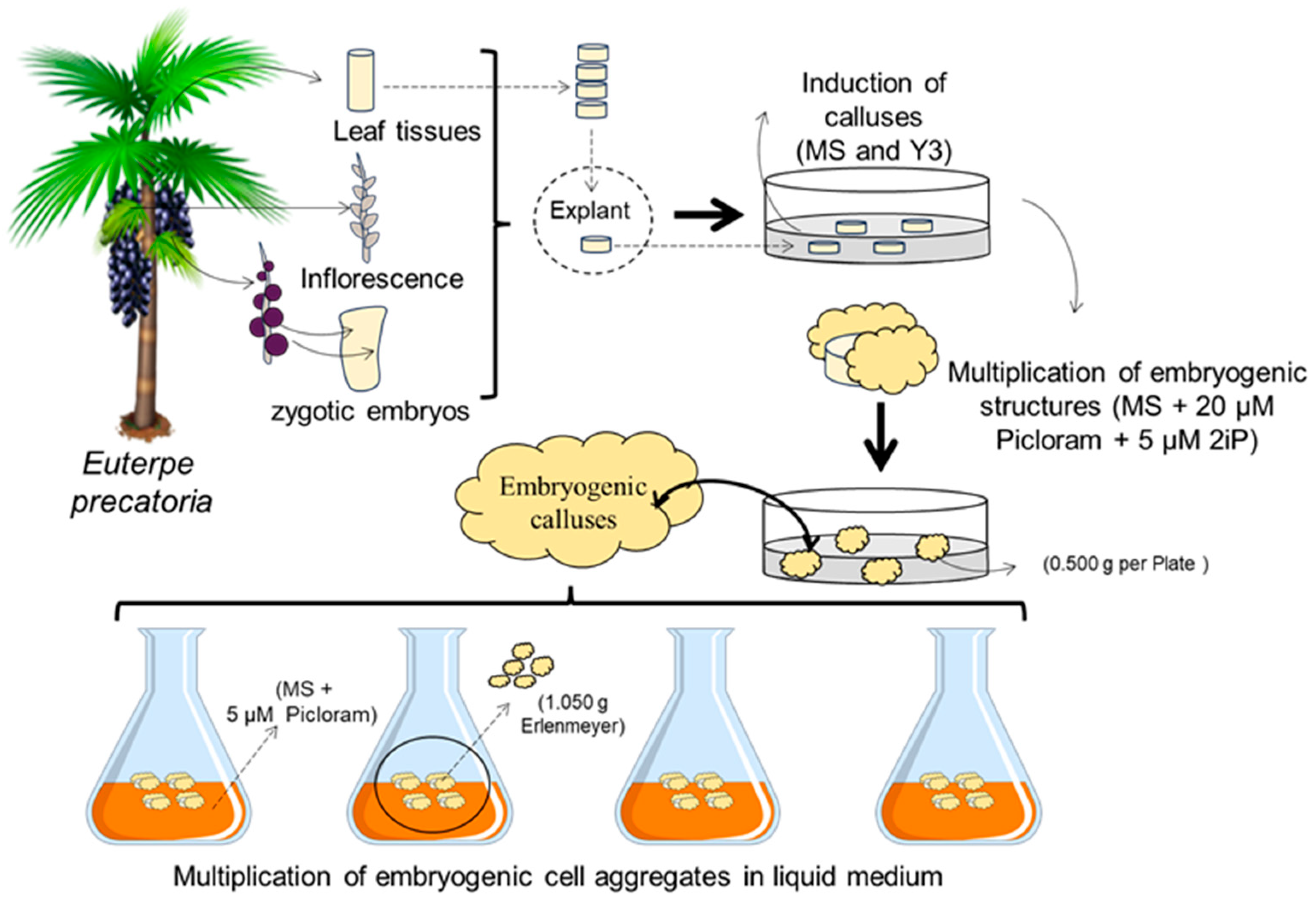 Forests 15 01804 g001 Forests 15 01804 g001