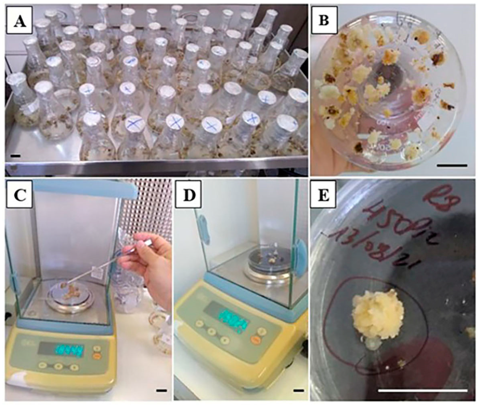 Forests 15 01804 g002 Forests 15 01804 g002