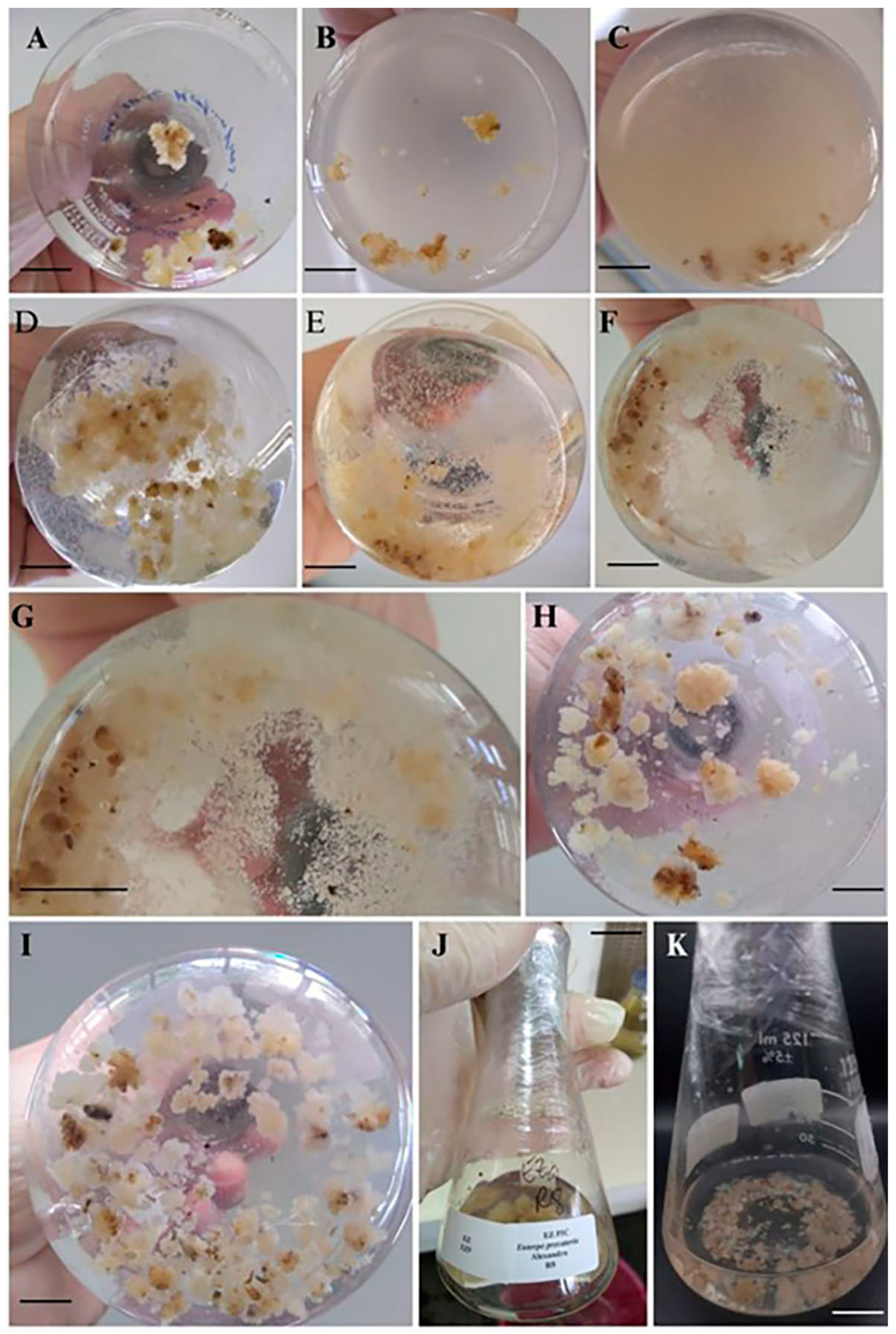 Forests 15 01804 g004 Forests 15 01804 g004