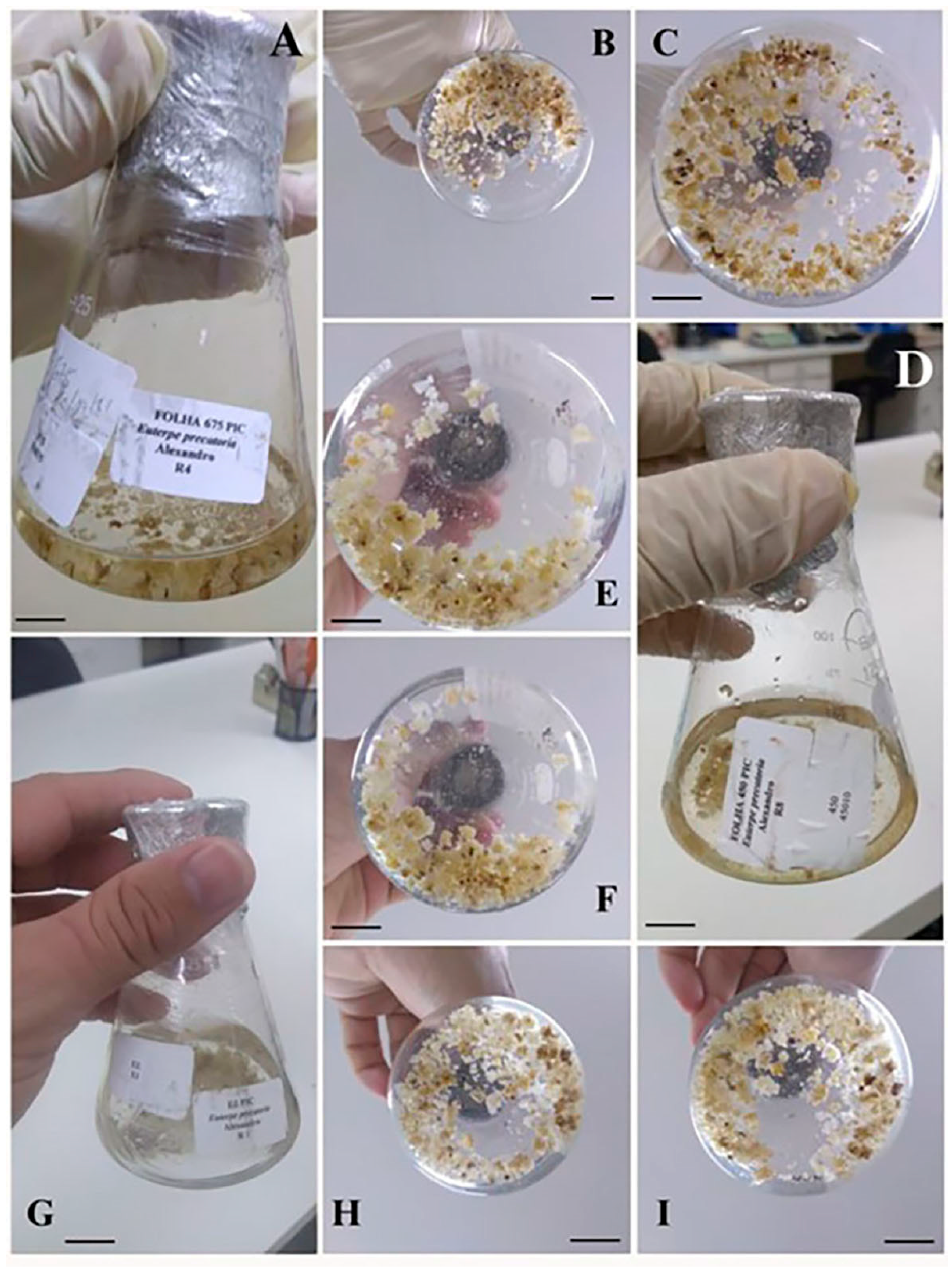 Forests 15 01804 g008 Forests 15 01804 g008