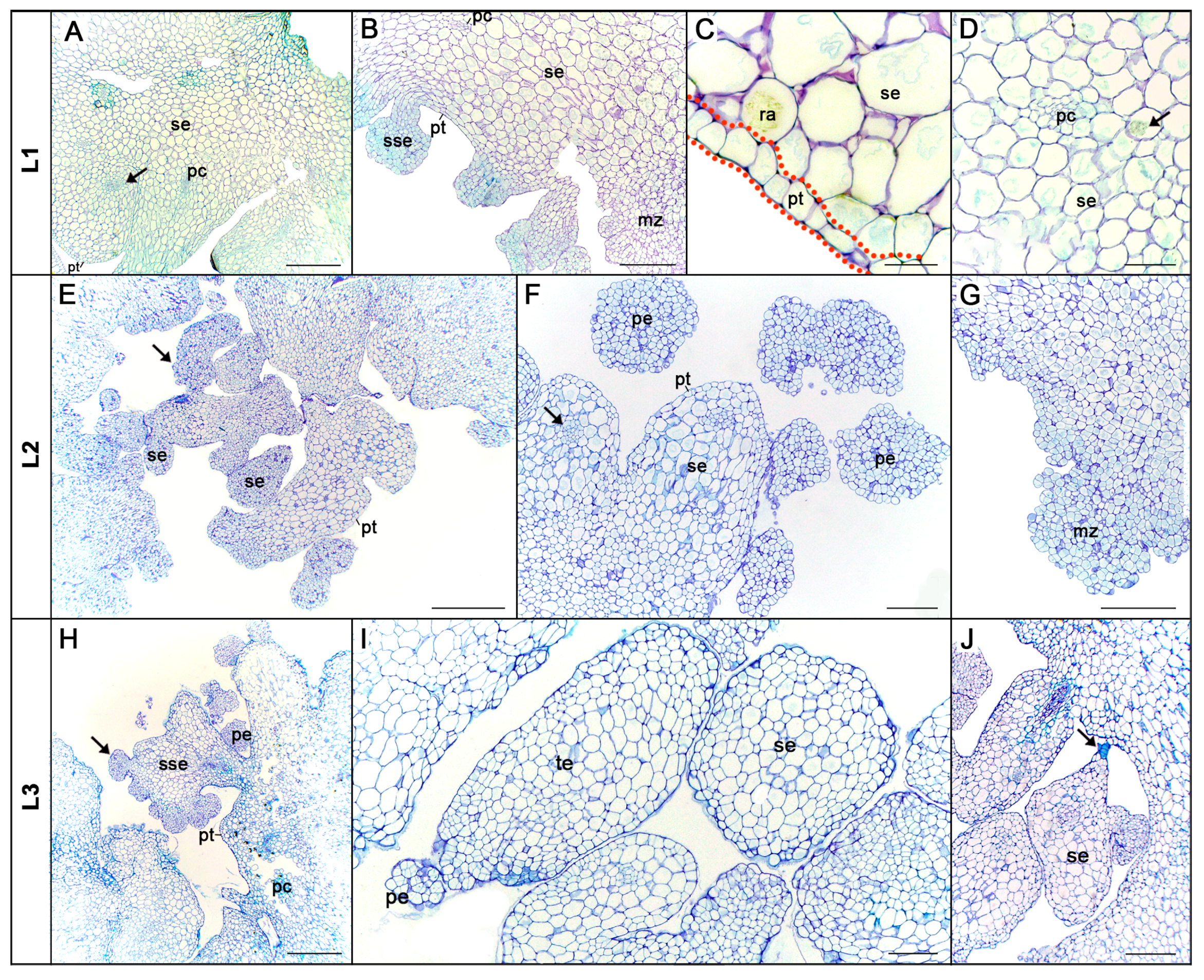 Forests 15 01804 g011 Forests 15 01804 g011