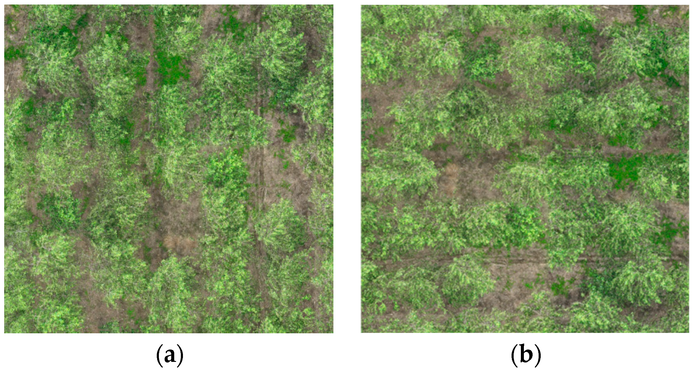 Forests 15 01814 g007a