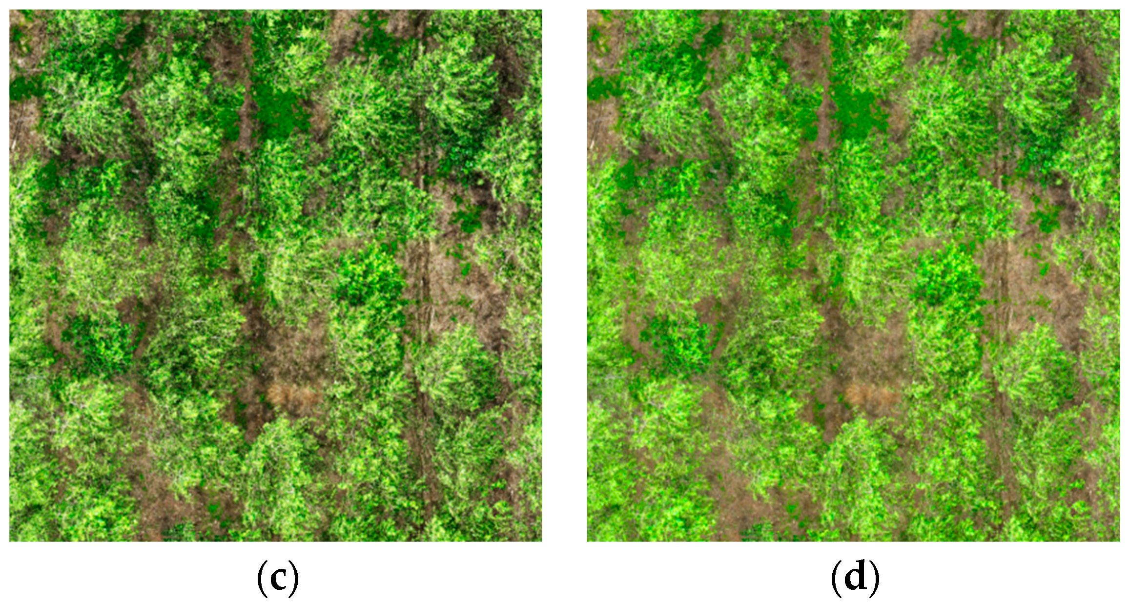 Forests 15 01814 g007b