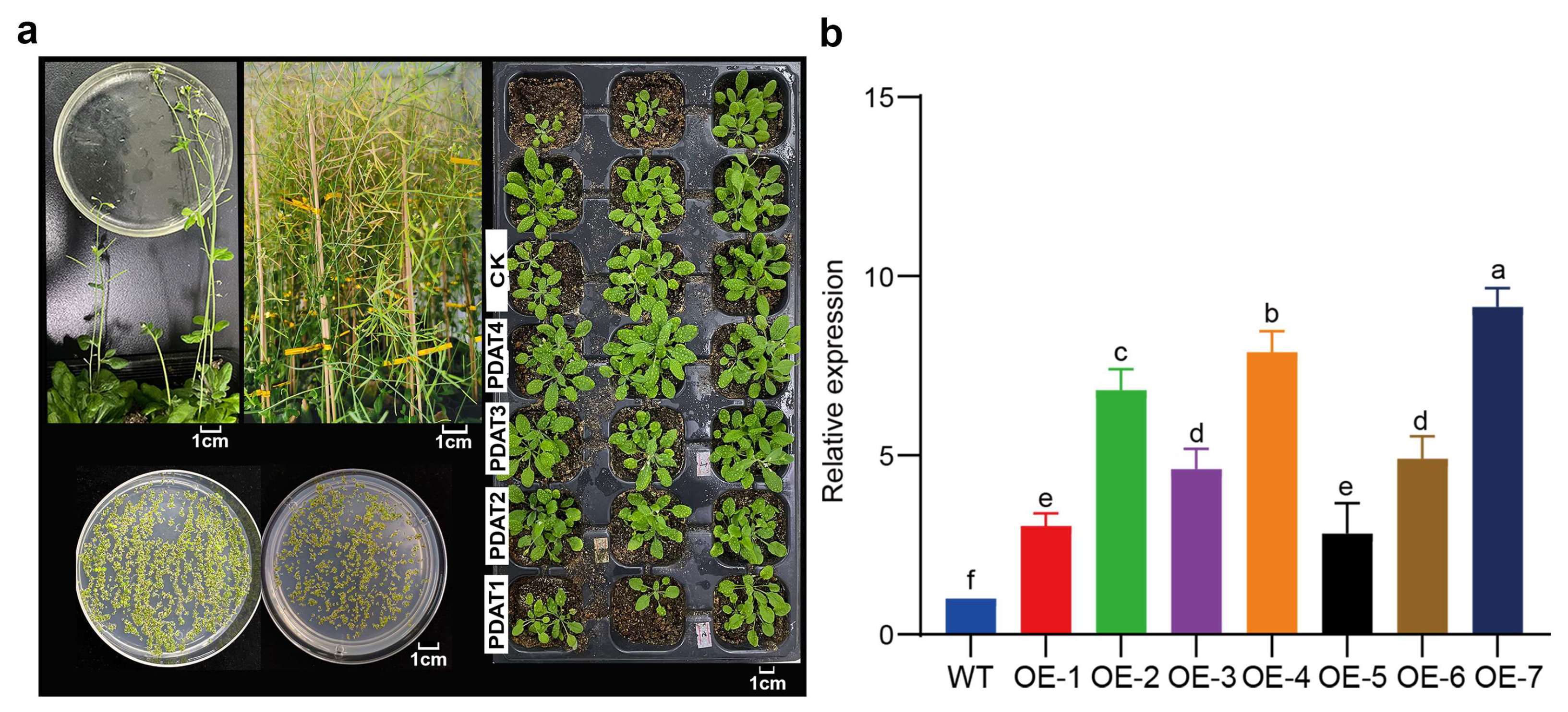 Forests 15 01822 g003 Forests 15 01822 g003