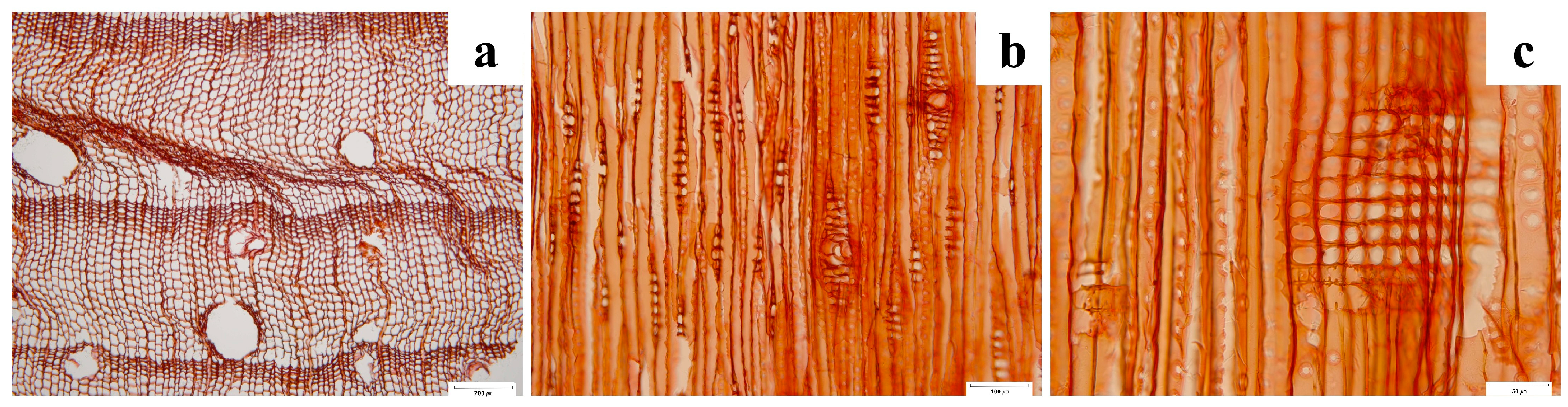 Forests 15 01830 g002 Forests 15 01830 g002