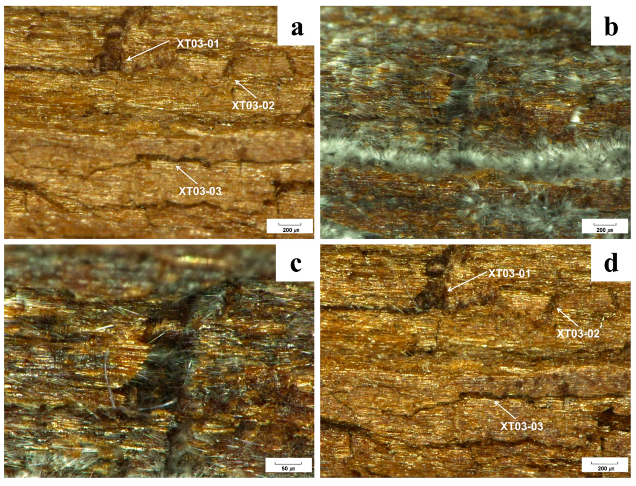 Forests 15 01830 g004 Forests 15 01830 g004