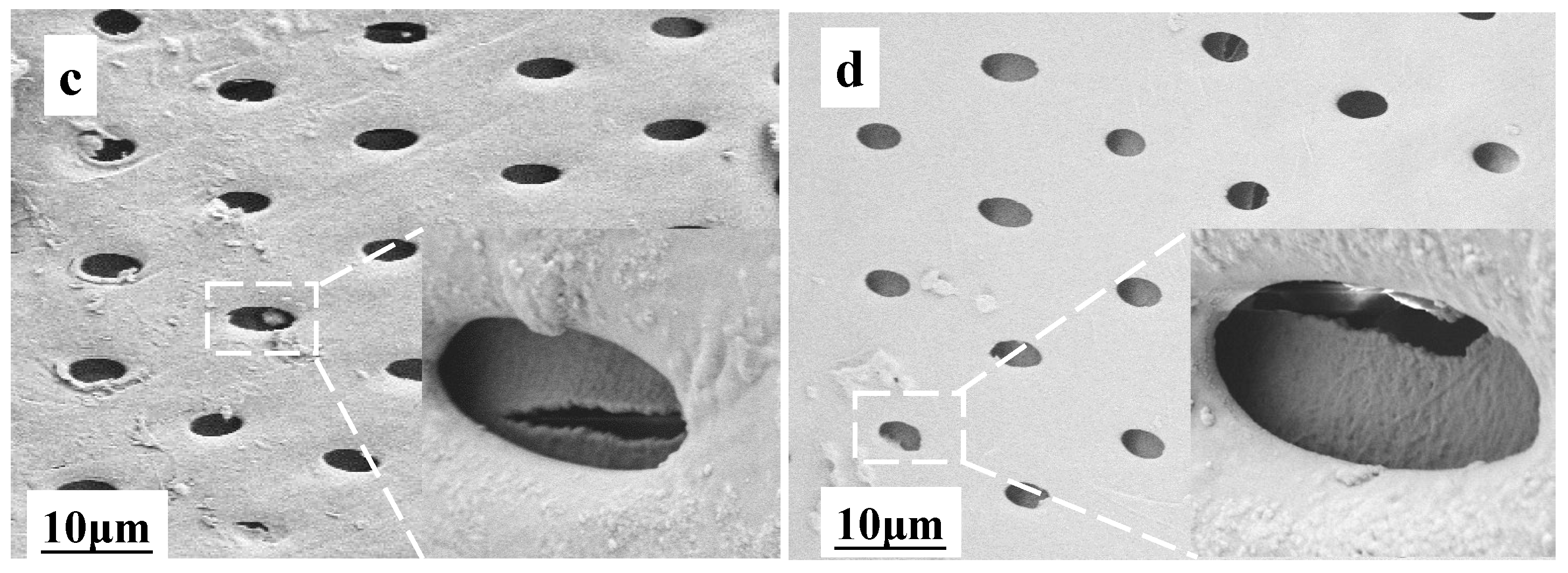 Forests 15 01837 g006b