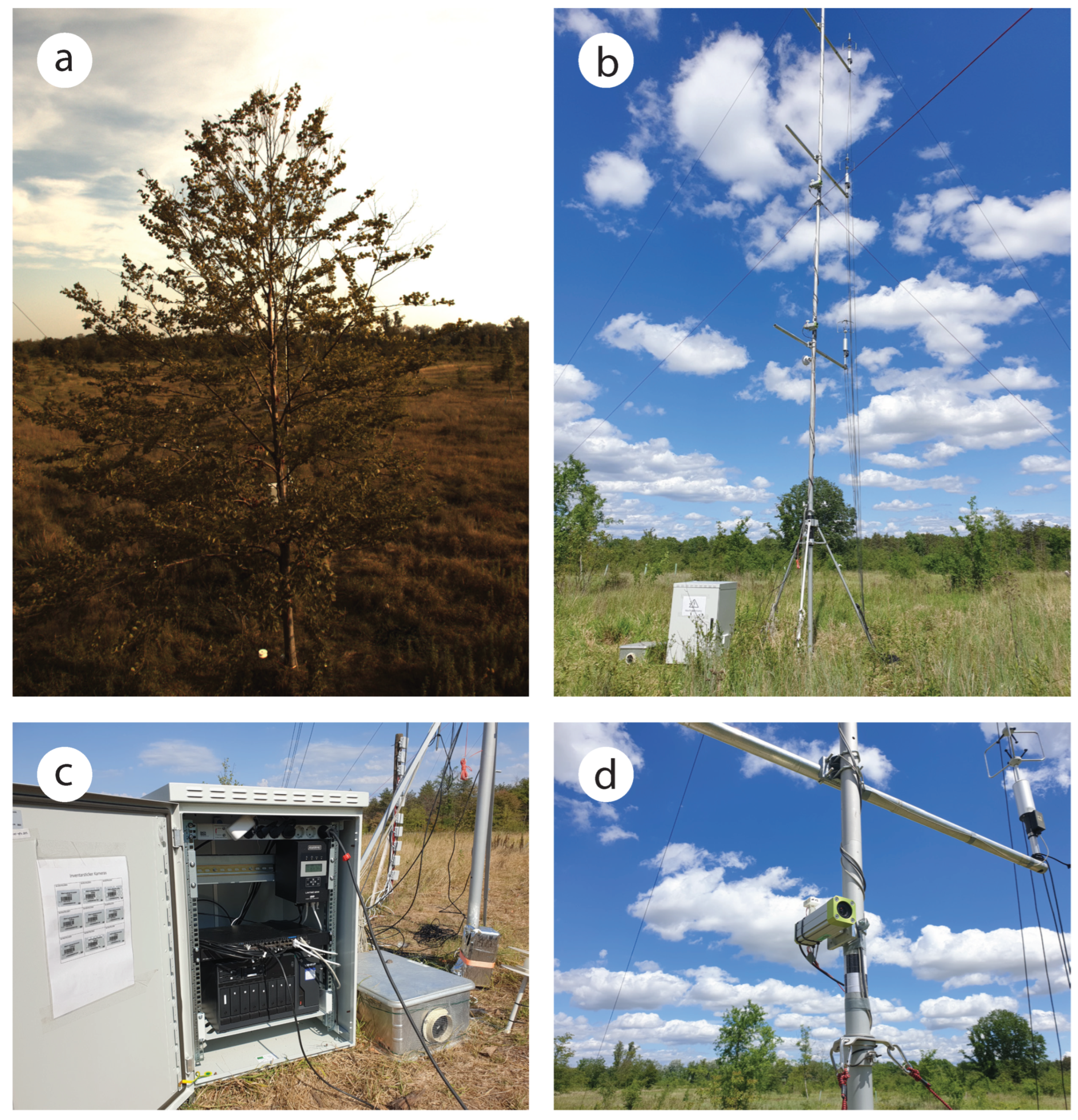 Forests 15 01846 g003 Forests 15 01846 g003