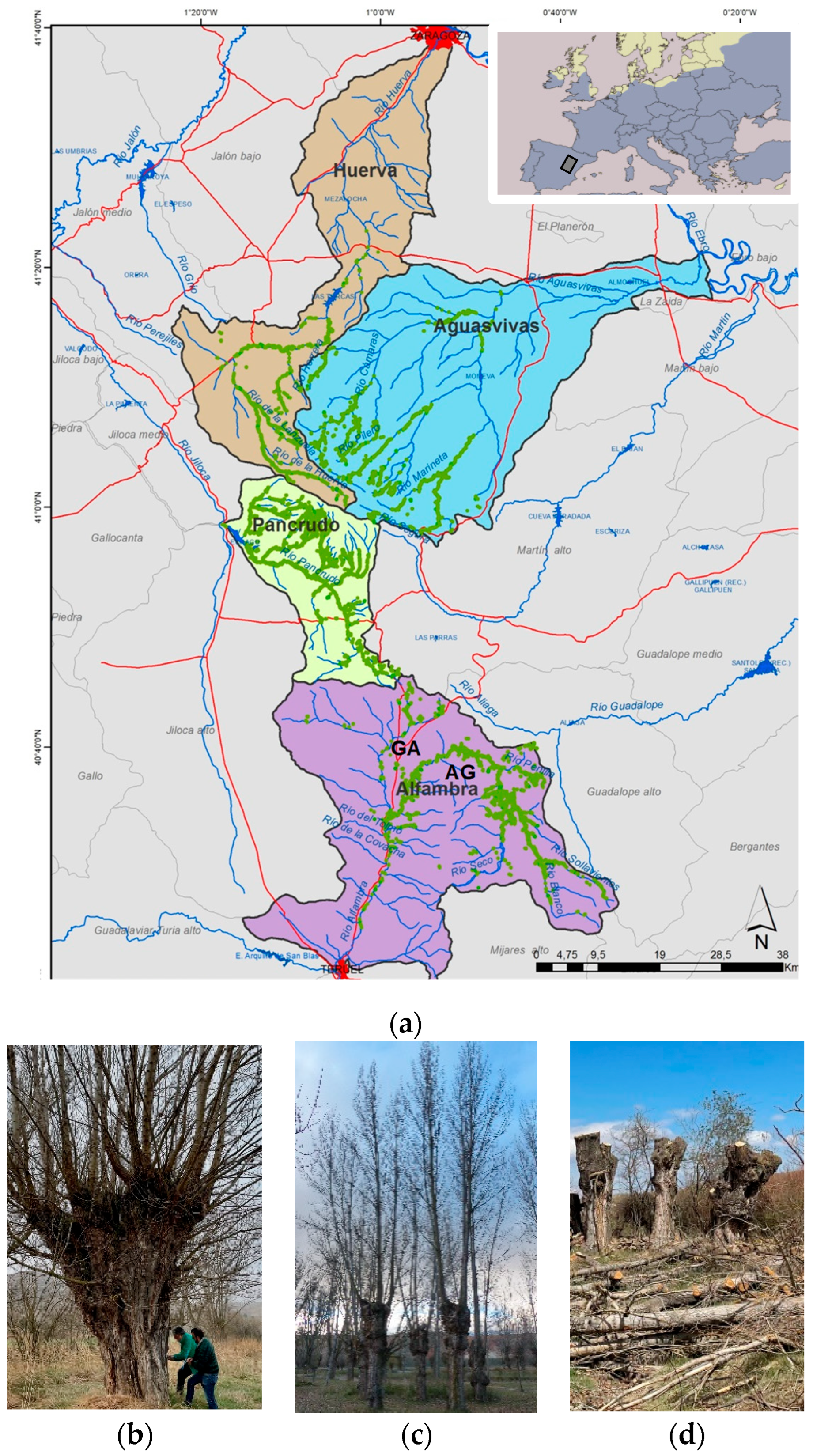 Forests 15 01869 g001
