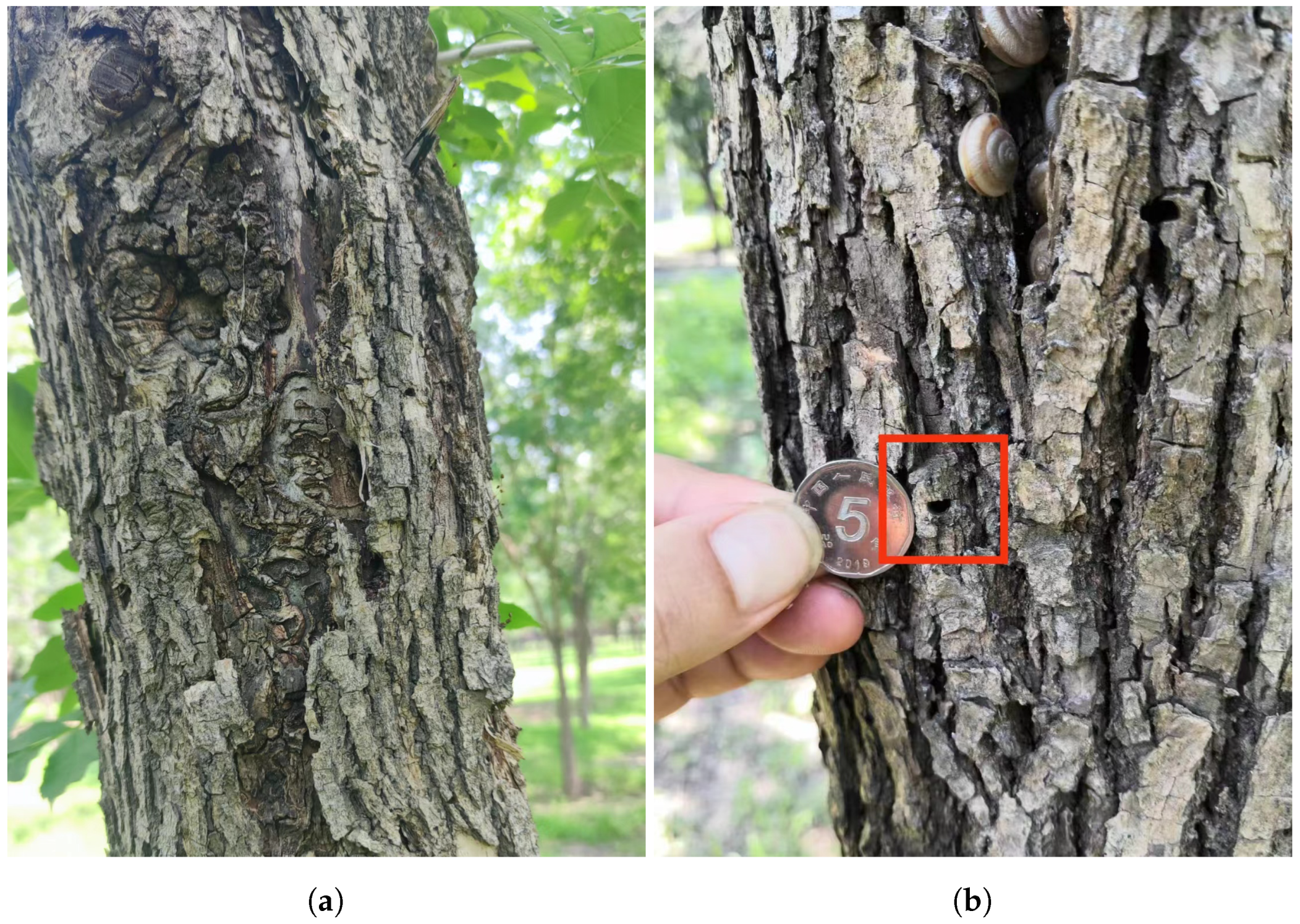 Forests 15 01875 g001