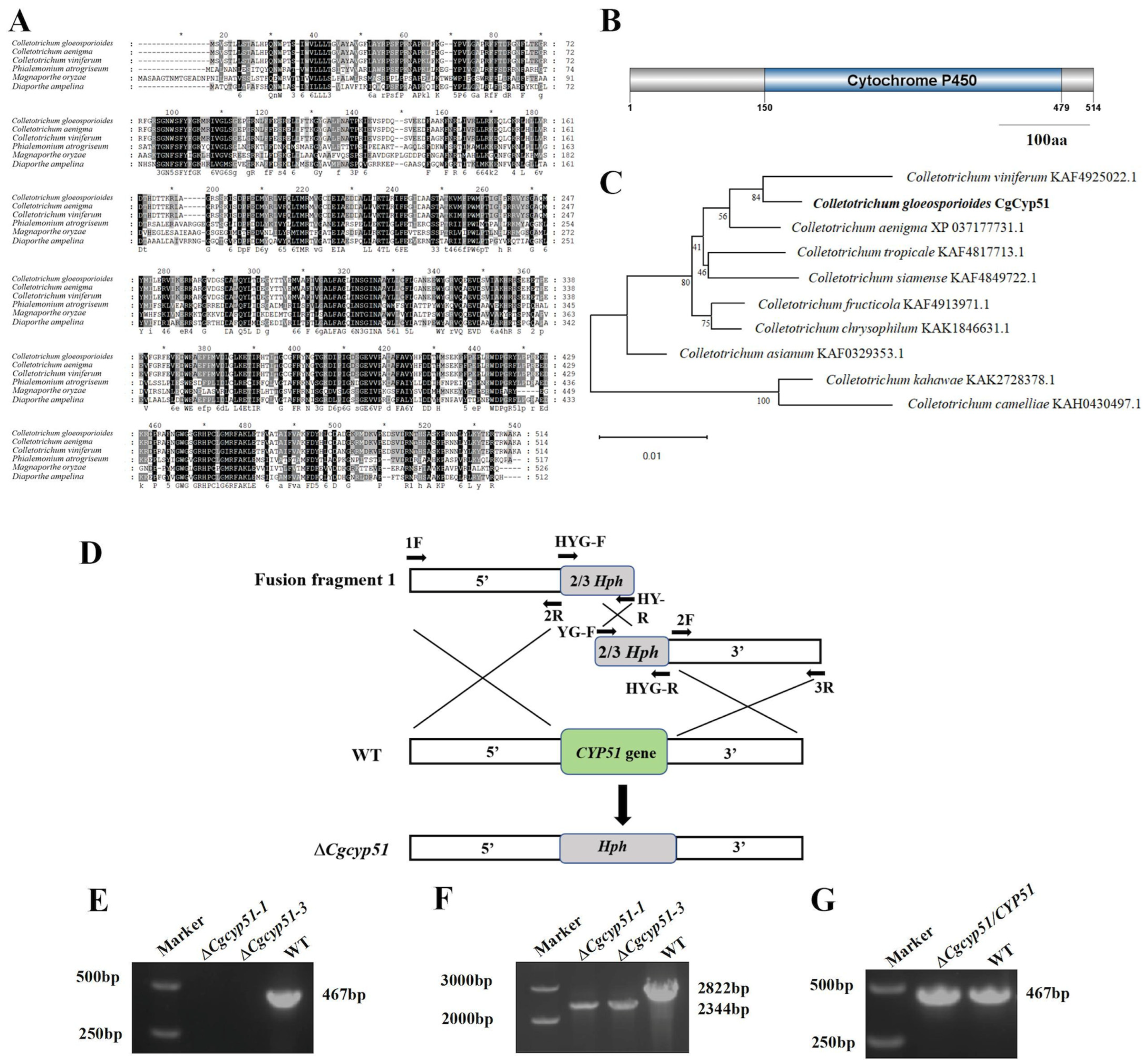 Forests 15 01888 g001