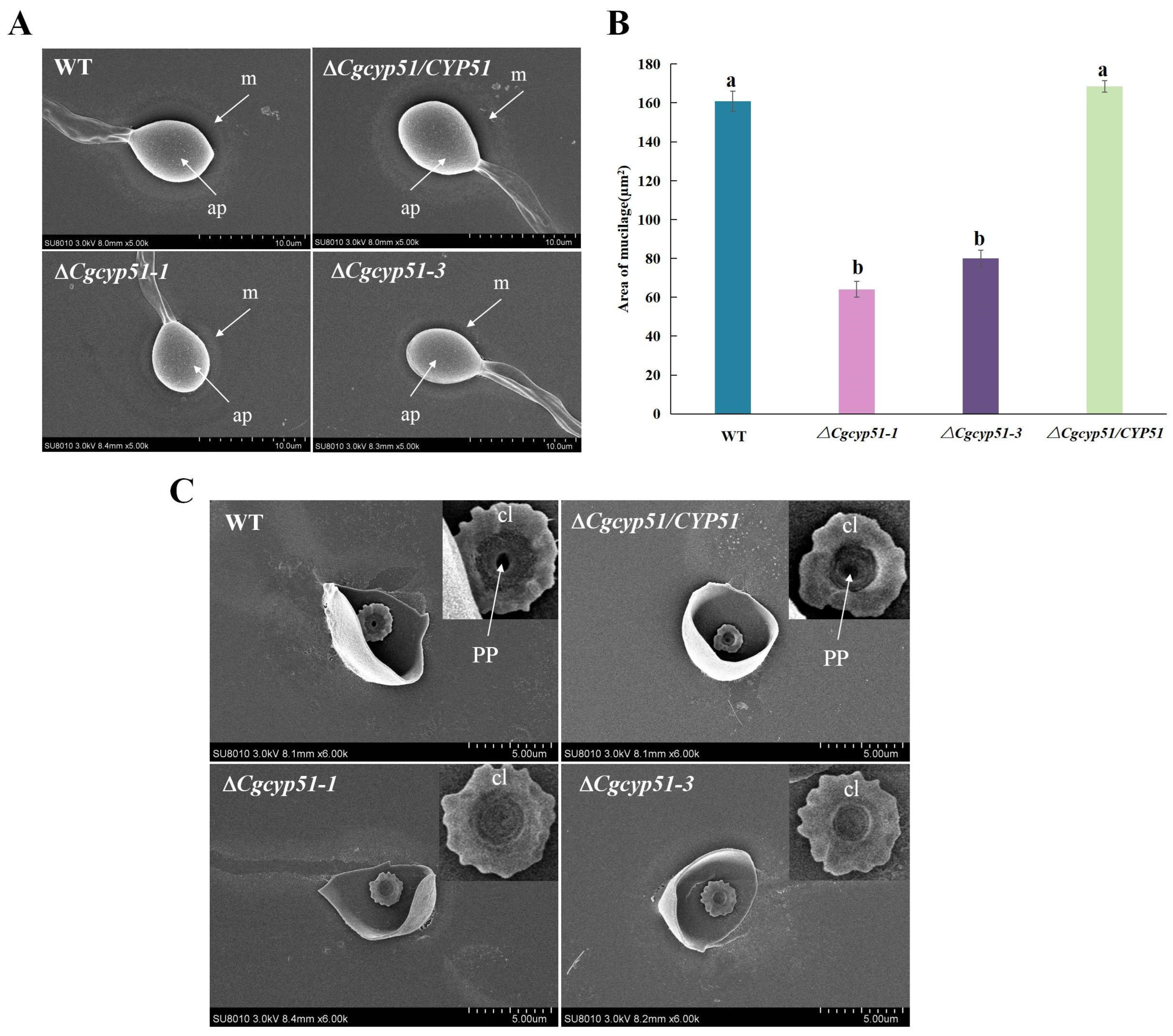 Forests 15 01888 g005