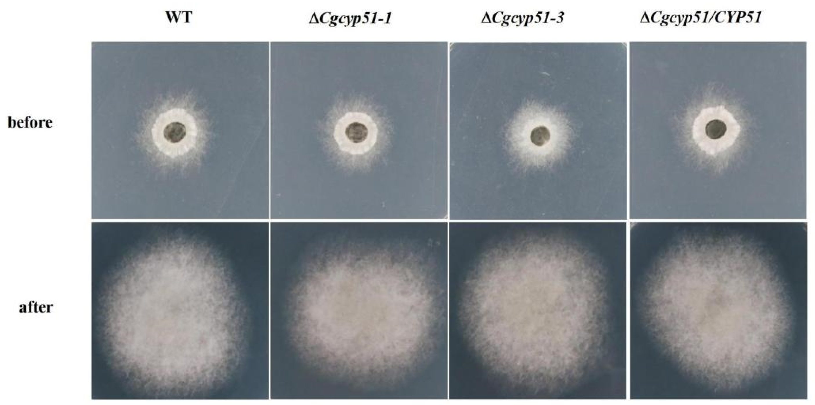 Forests 15 01888 g006