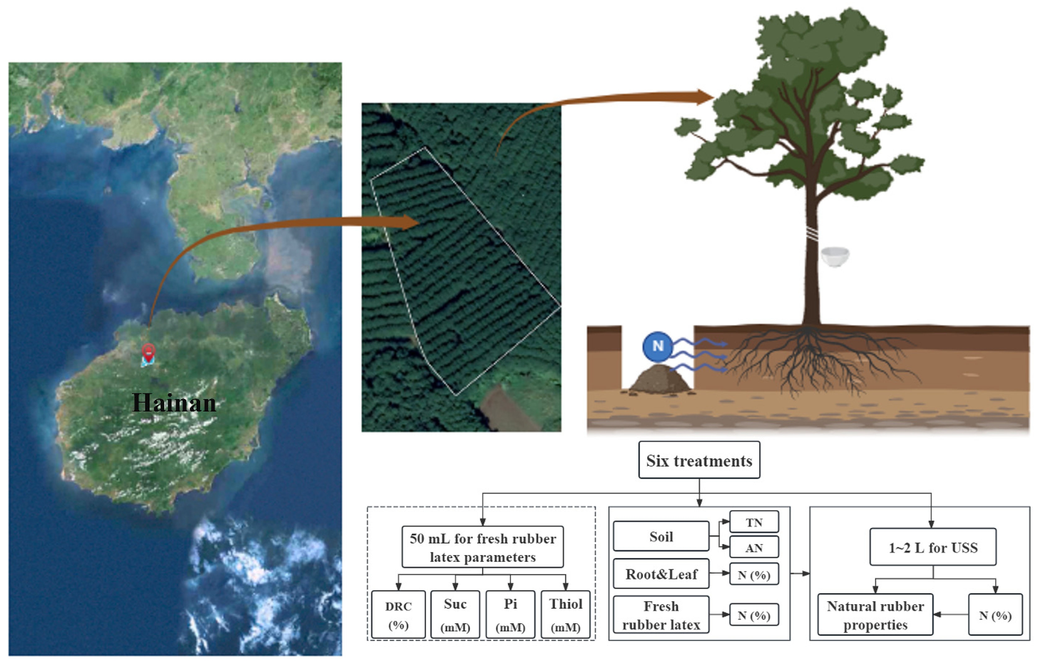 Forests 15 01897 g001