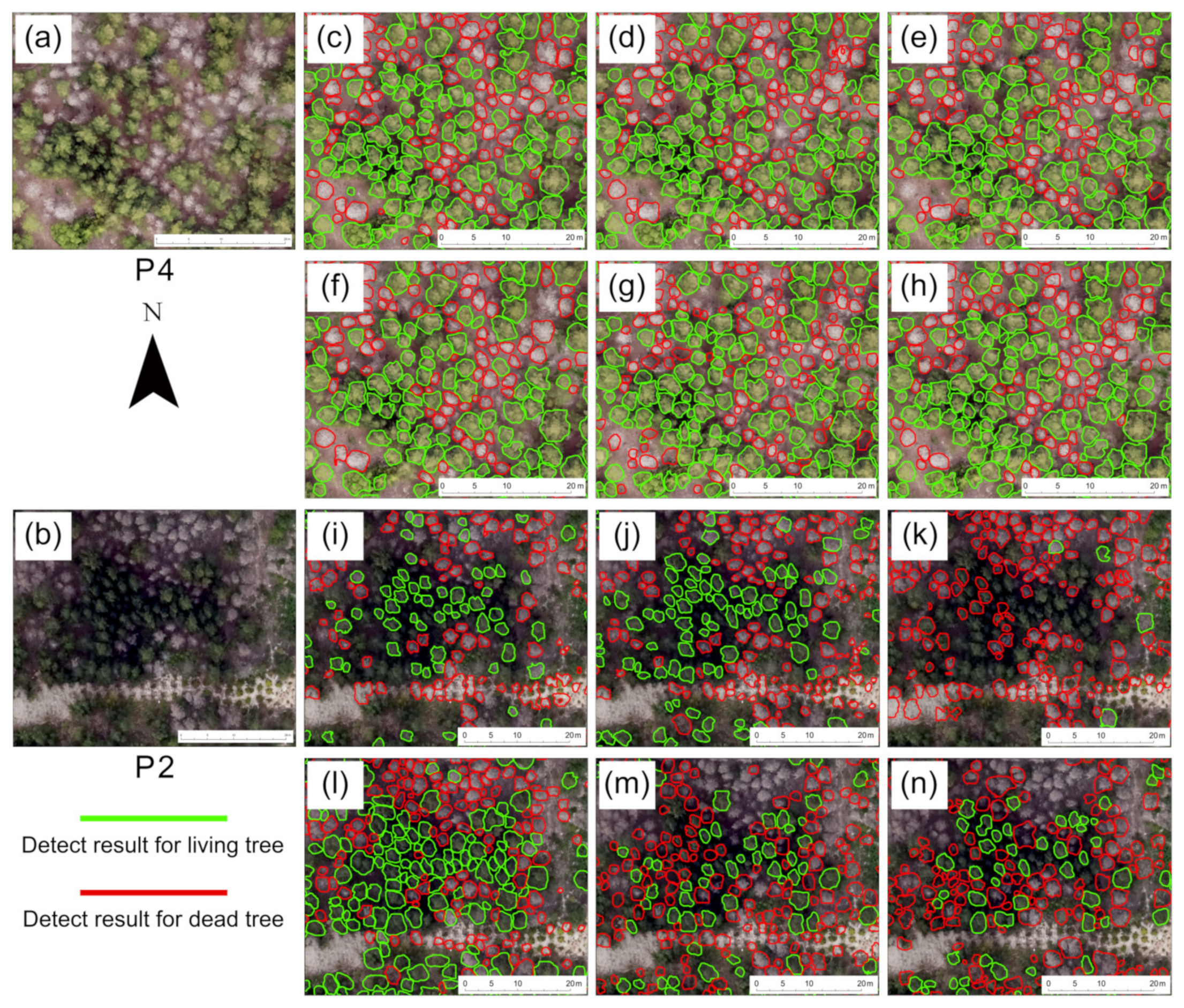 Forests 15 01900 g008