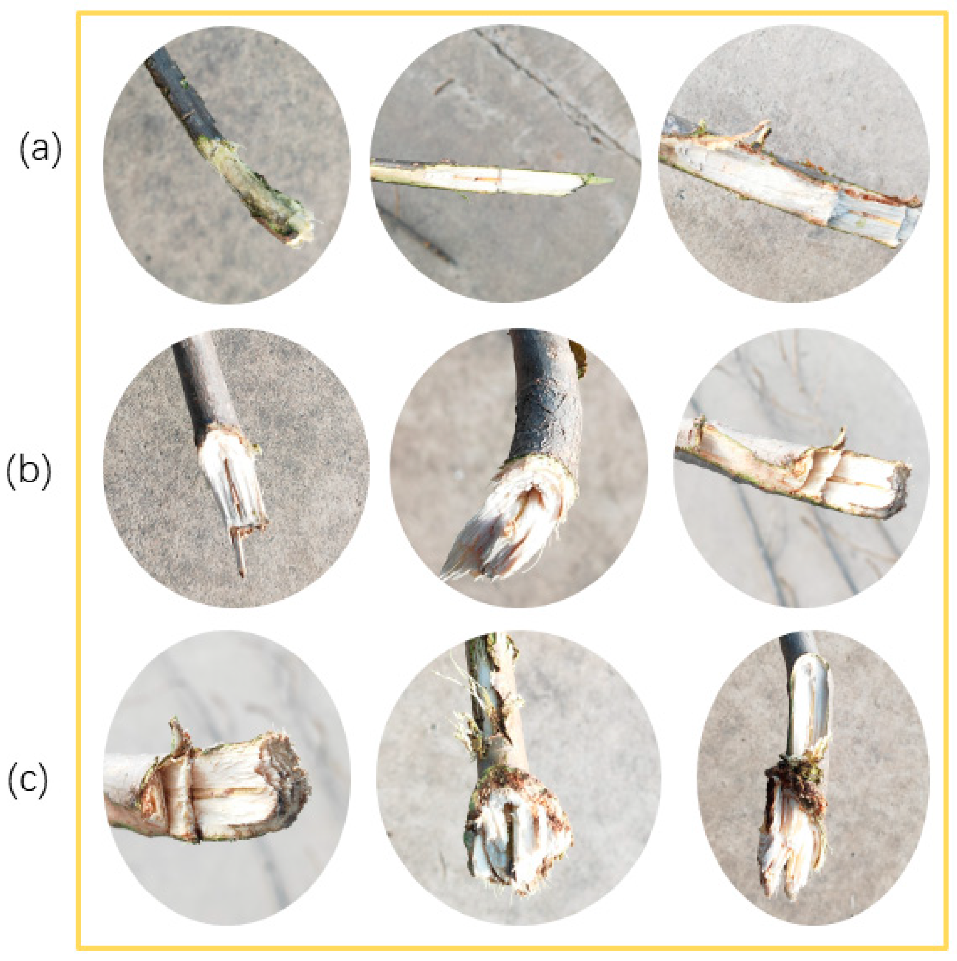 Forests 15 01902 g002