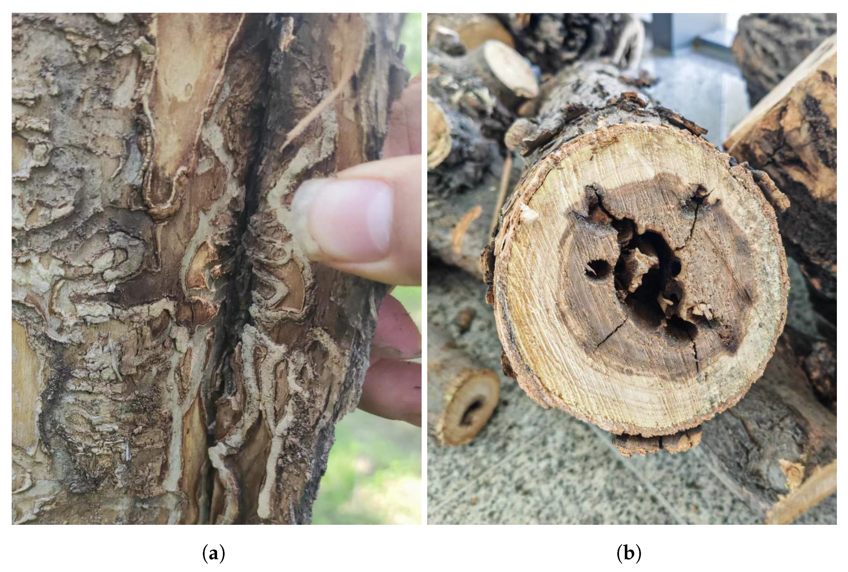 Forests 15 01903 g001