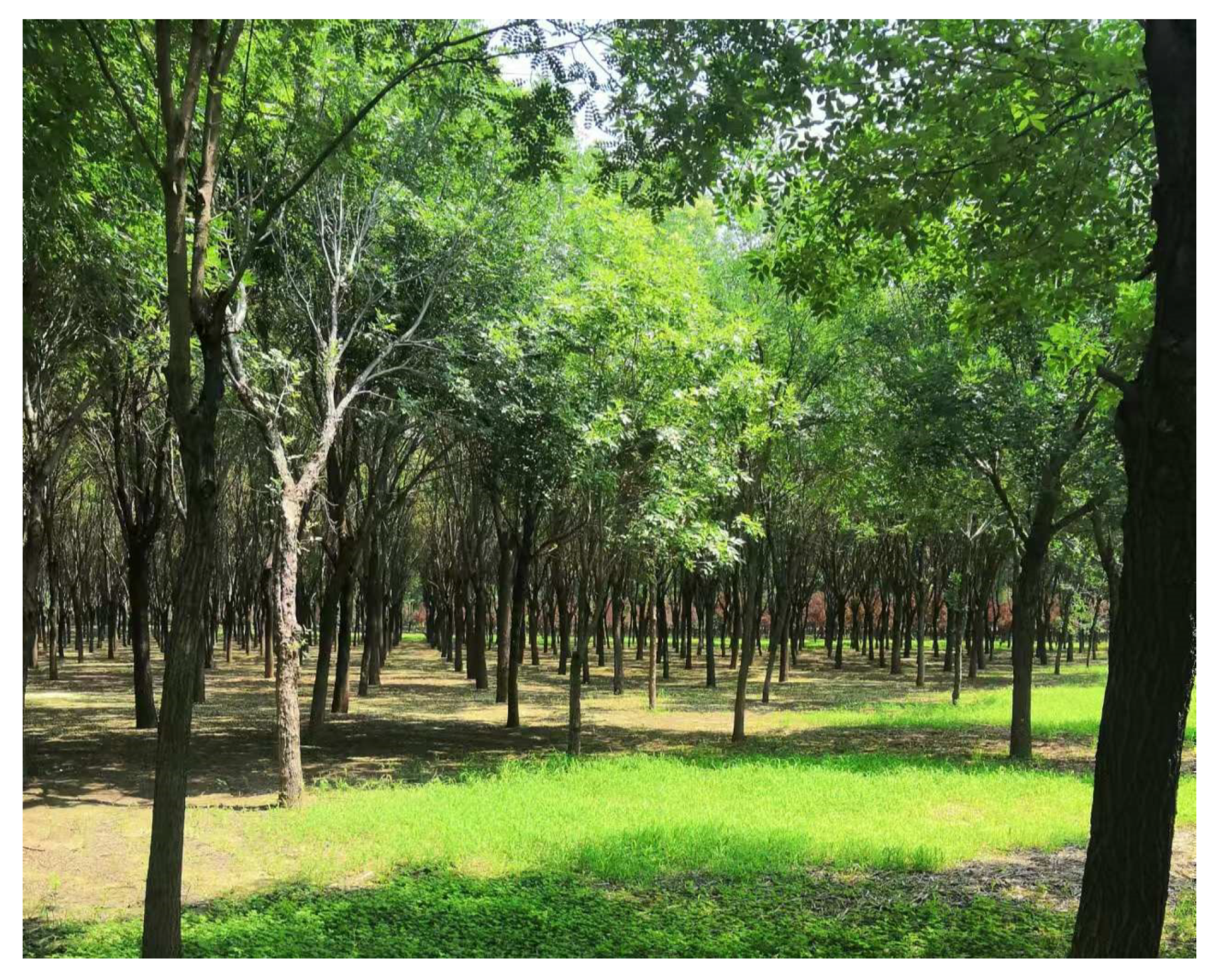 Forests 15 01903 g004