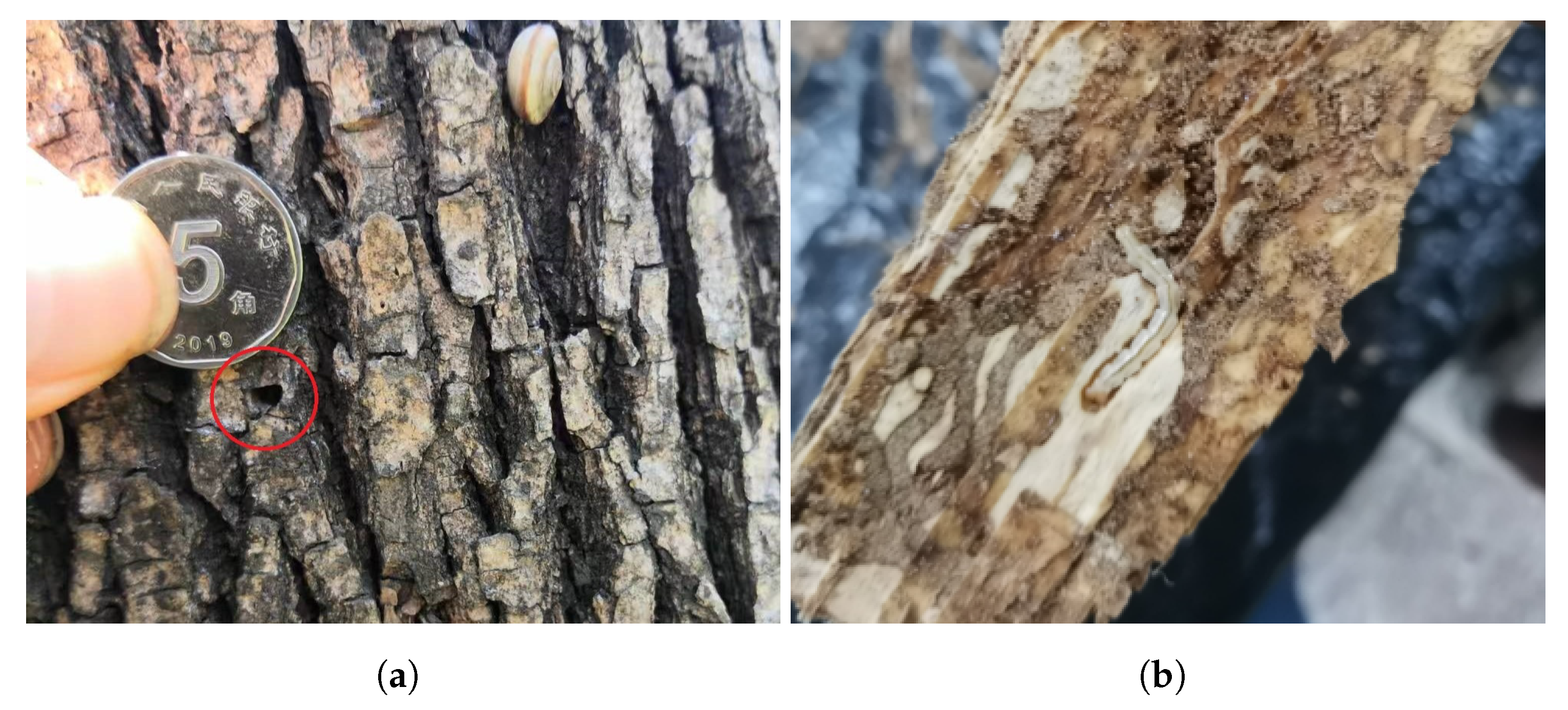 Forests 15 01903 g005