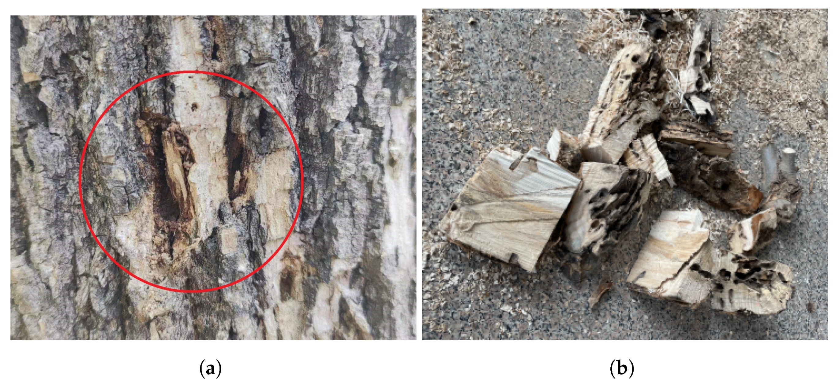 Forests 15 01903 g008